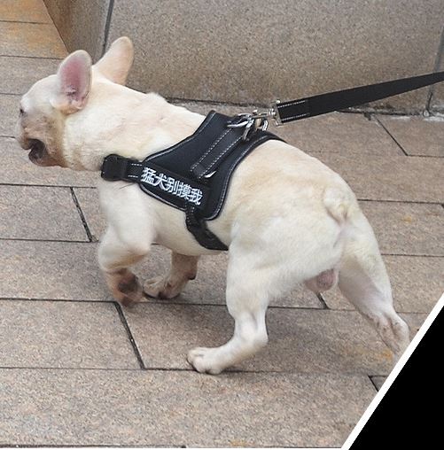 [1100] เสื้อพร้อมสายจูง สุนัข แมว ขนาดใหญ่ แรงเยอะ S M L XL