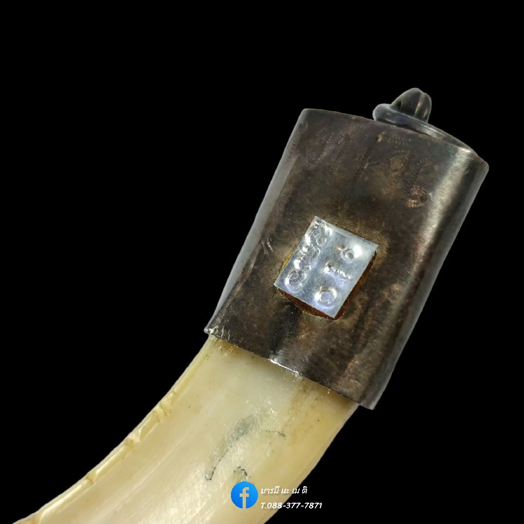 เขี้ยวหมูป่าพลิกแผ่นดิน