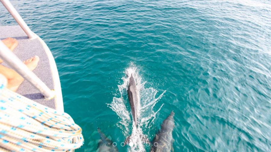 ทัวร์เกาะราชาน้อย เกาะราชาใหญ่ ดูโลมารอบเกาะไม้ท่อน