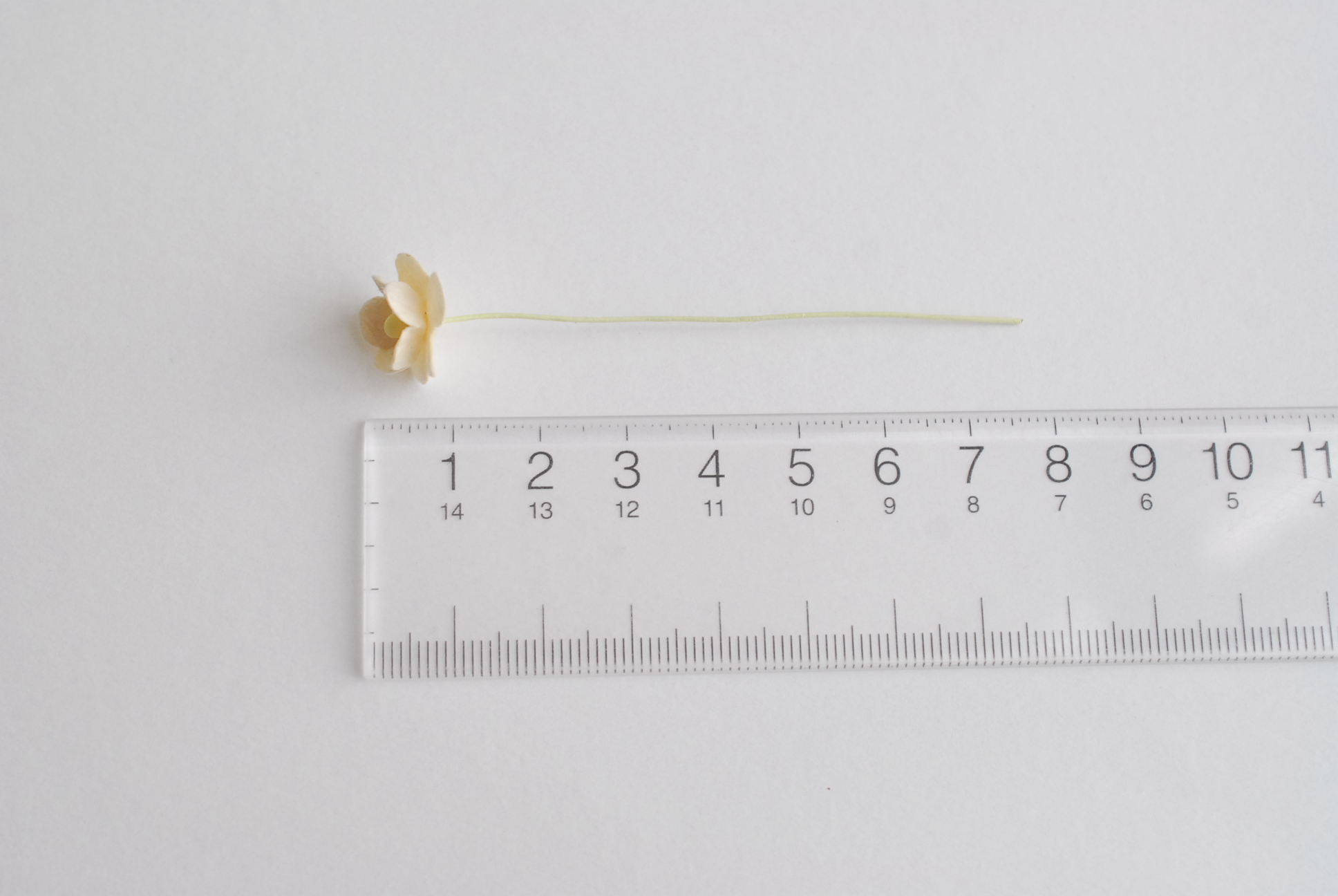 ดอกไม้กระดาษสา ราคาส่ง, ดอกไฮเดรนเยียกระดาษสา ดอกไม้ประดิษฐ์ ตกแต่งงานแต่งงาน ประดิษฐ์ข้อมือ เพื่อนเจ้าสาว ขนาด 1.5 cm., สำหรับของชำร่วย, งานแต่งงาน, ดอกไม้ทำข้อมือเจ้าสาว สีงาช้าง จำนวน 100 ดอก Paper flower,100 Pieces mulberry hydenyia, ivory color