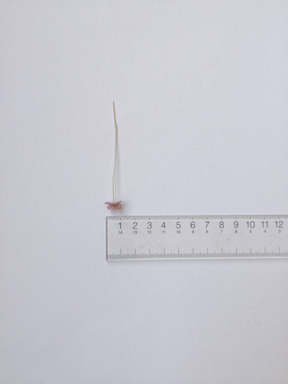 ดอกไม้กระดาษสา ดอกไม้กระดาษสาราคาส่ง ดอกไม้กระดาษสำหรับตกแต่ง งานแต่งงาน หรือติดของชำร่วย ดอก creeping lady 100 ดอก ขนาด 0.8 cm. สีชมพูตุ่น Small Paper Flower with stem, 100 pcs., size 0.8 cm., creeping flowers 2 layers, pink dusty color