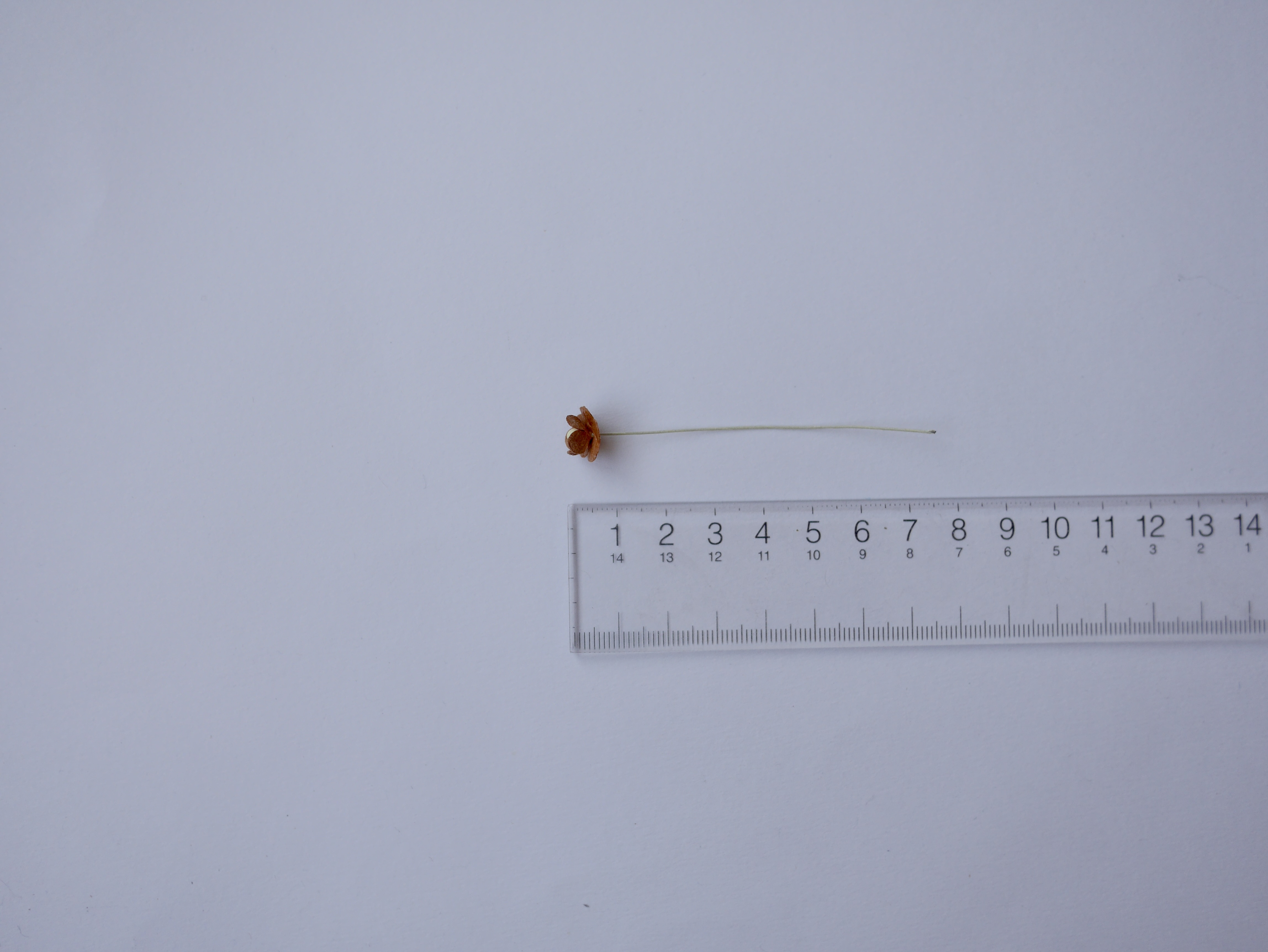 ดอกไม้กระดาษสา ดอกไม้กระดาษสาราคาส่ง ดอกไม้กระดาษสำหรับตกแต่ง งานแต่งงาน หรือติดของชำร่วย ดอก creeping lady 100 ดอก ขนาด 0.8 cm. สีน้ำตาลเข้ม Small Paper Flower with stem, 100 pcs., size 0.8 cm., creeping flowers 2 layers, medium brown color.