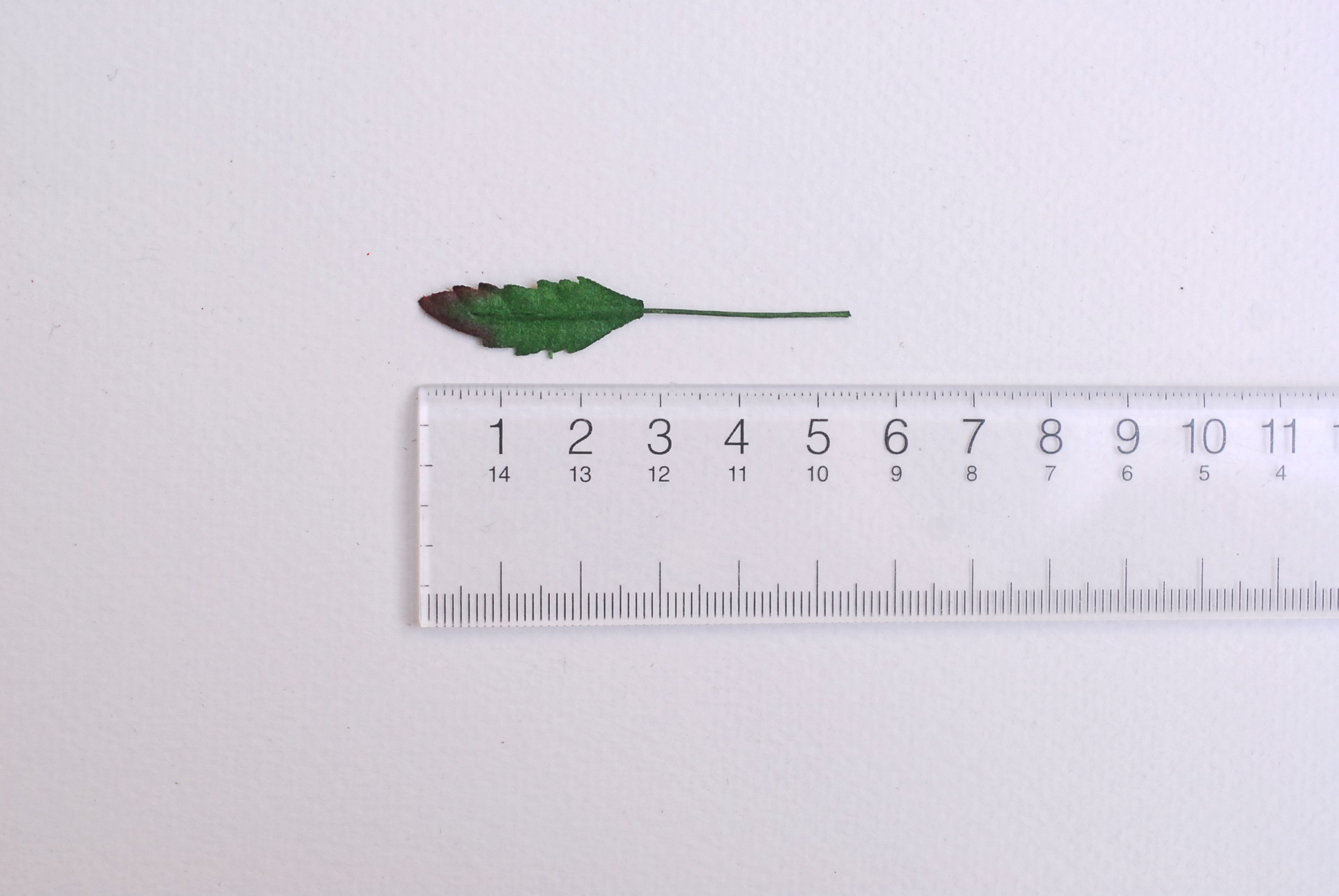 ใบไม้กระดาษ ใบไม้กระดาษสา ราคาส่ง,ใบไม่้กุหลาบกระดาษ สำหรับดอกมะลิกระดาษสา ใบไม้ประดิษฐ์ สำหรับตกแต่ง หรืองานแต่งงาน สีเขียวเข้มปัดสีแดง ขนาด 1.00x2.5 cm. จำนวน 100 ใบ