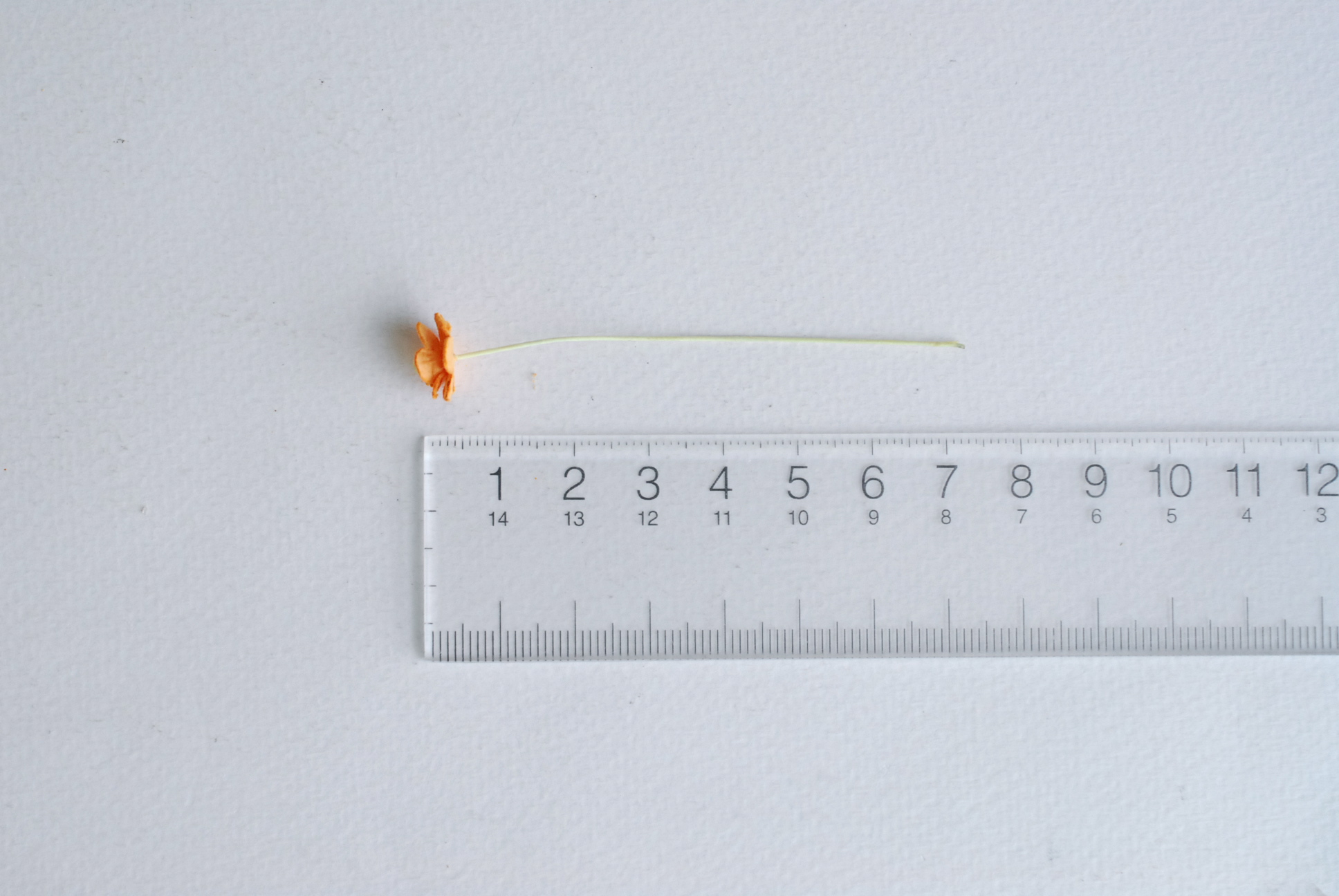 ดอกไม้กระดาษสา ดอกไม้กระดาษสาราคาส่ง ดอกไม้กระดาษสำหรับตกแต่ง งานแต่งงาน หรือติดของชำร่วย ดอก creeping lady 100 ดอก ขนาด 0.8 cm. สีส้ม Small Paper Flower with stem, 100 pcs., size 0.8 cm., creeping flowers 2 layers, orange color.