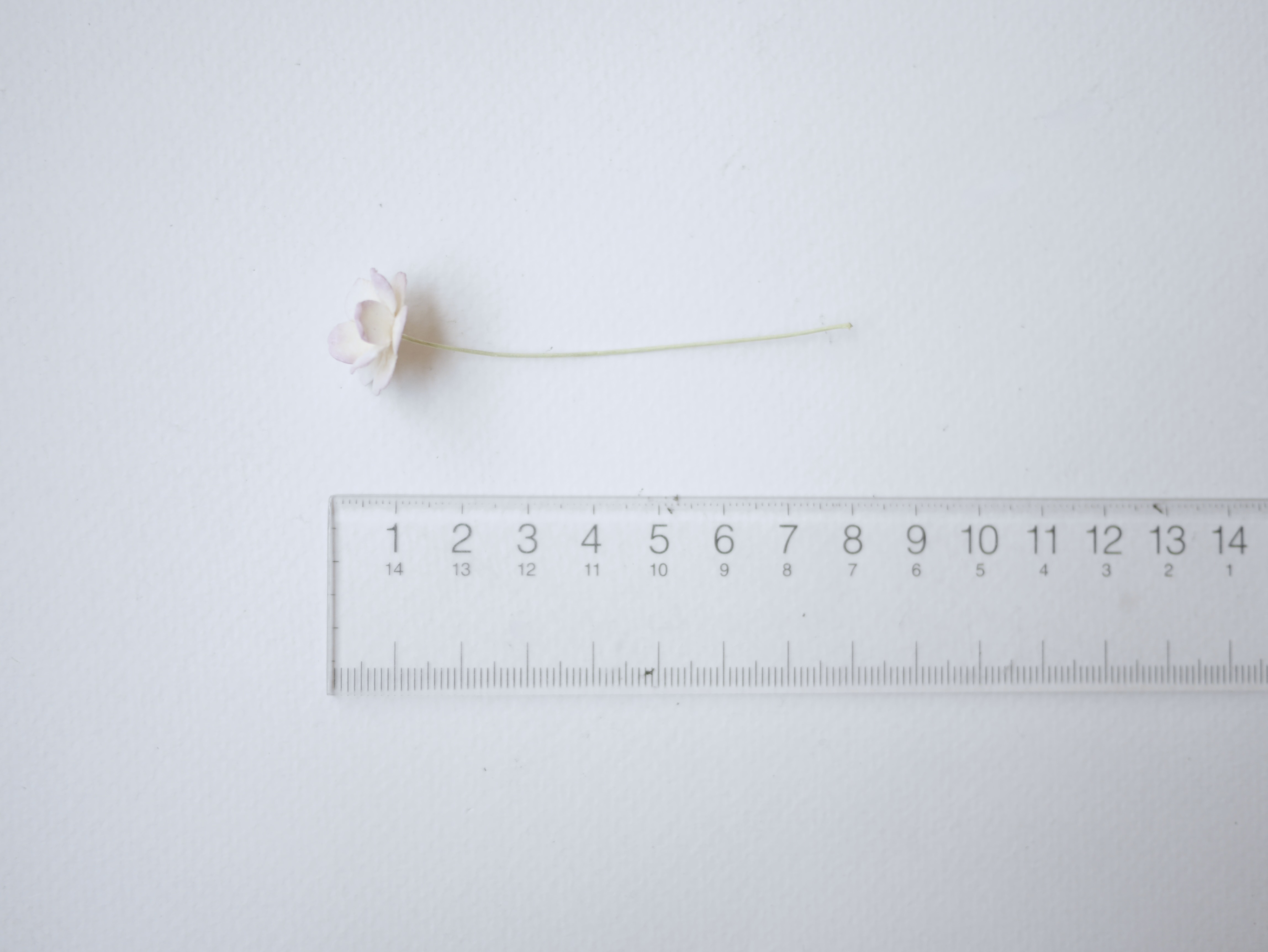 ดอกไม้กระดาษสา ราคาส่ง, ดอกไฮเดรนเยียกระดาษสา ดอกไม้ประดิษฐ์ ตกแต่งงานแต่งงาน ประดิษฐ์ข้อมือเพื่อนเจ้าสาว ขนาด 1.5 cm., สำหรับของชำร่วย, งานแต่งงาน, ดอกไม้ทำข้อมือเจ้าสาว สีชมพูม่วงอ่อนปัดครีม fuchsia brush ivory จำนวน 100 ดอก Paper flower,100 Pieces