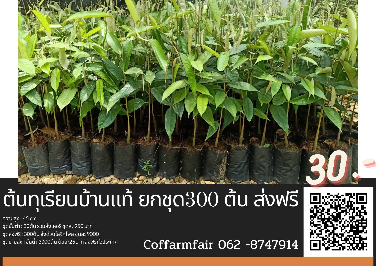 ชุด150ต้นแถม15ต้นทุเรียนบ้านเพาะเมล็ดแท้ พันธุ์ระนอง04สำหรับเสียบยอด สามขา สายพันธุ์แท้ ลูกดก ทนโรค ทนแล้ง มีคู่มือแนะนำการปลูก สูง 50 เซน