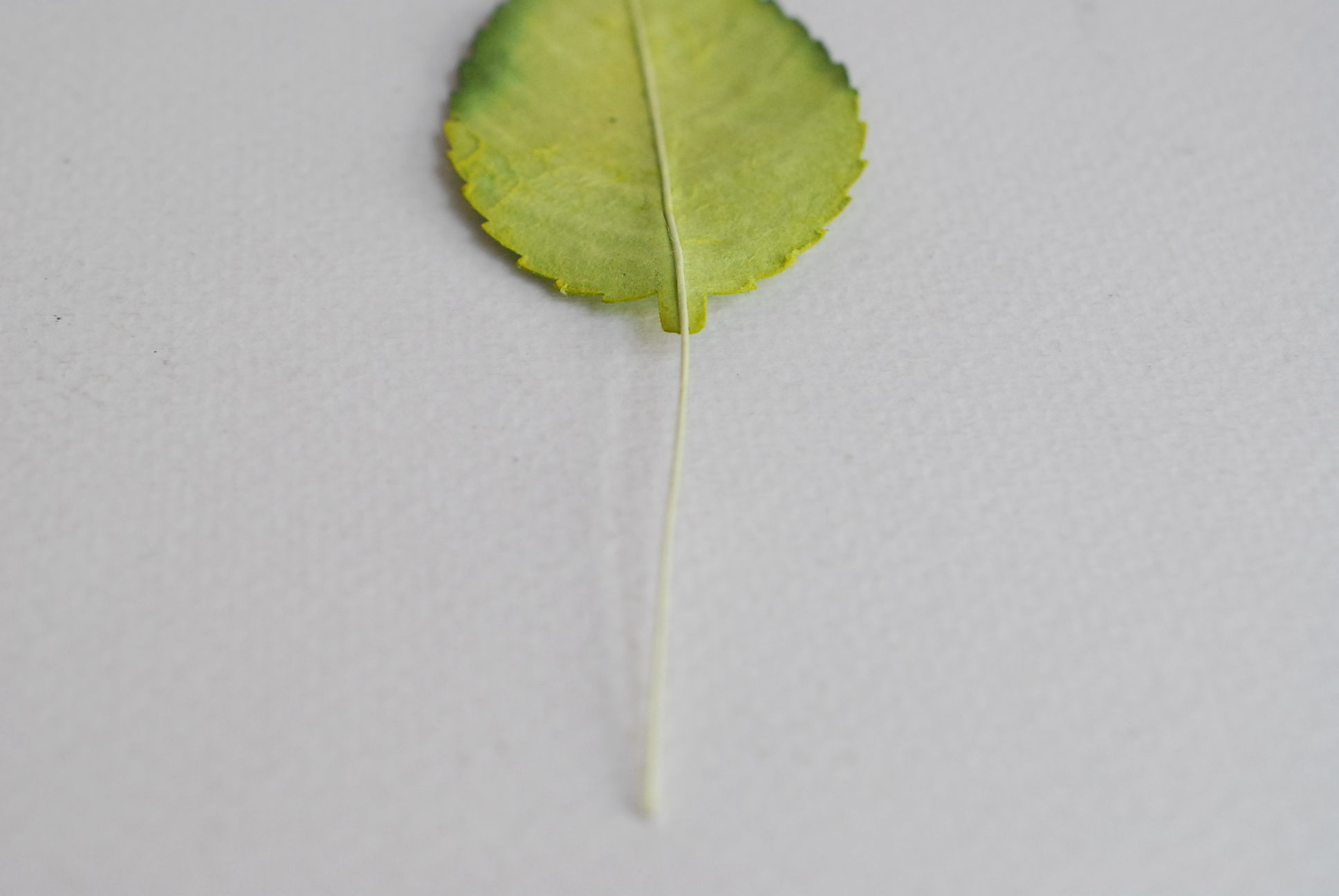 ใบไม้กระดาษ ใบไม้กระดาษสา ราคาส่ง,ใบไม่้กุหลาบกระดาษ สำหรับดอกกุหลาบกระดาษสา ใบไม้ประดิษฐ์ สำหรับตกแต่ง หรืองานแต่งงาน สีเขียวปัดเขียวเข้ม ขนาด6x4.5 cm. จำนวน 50 ใบ