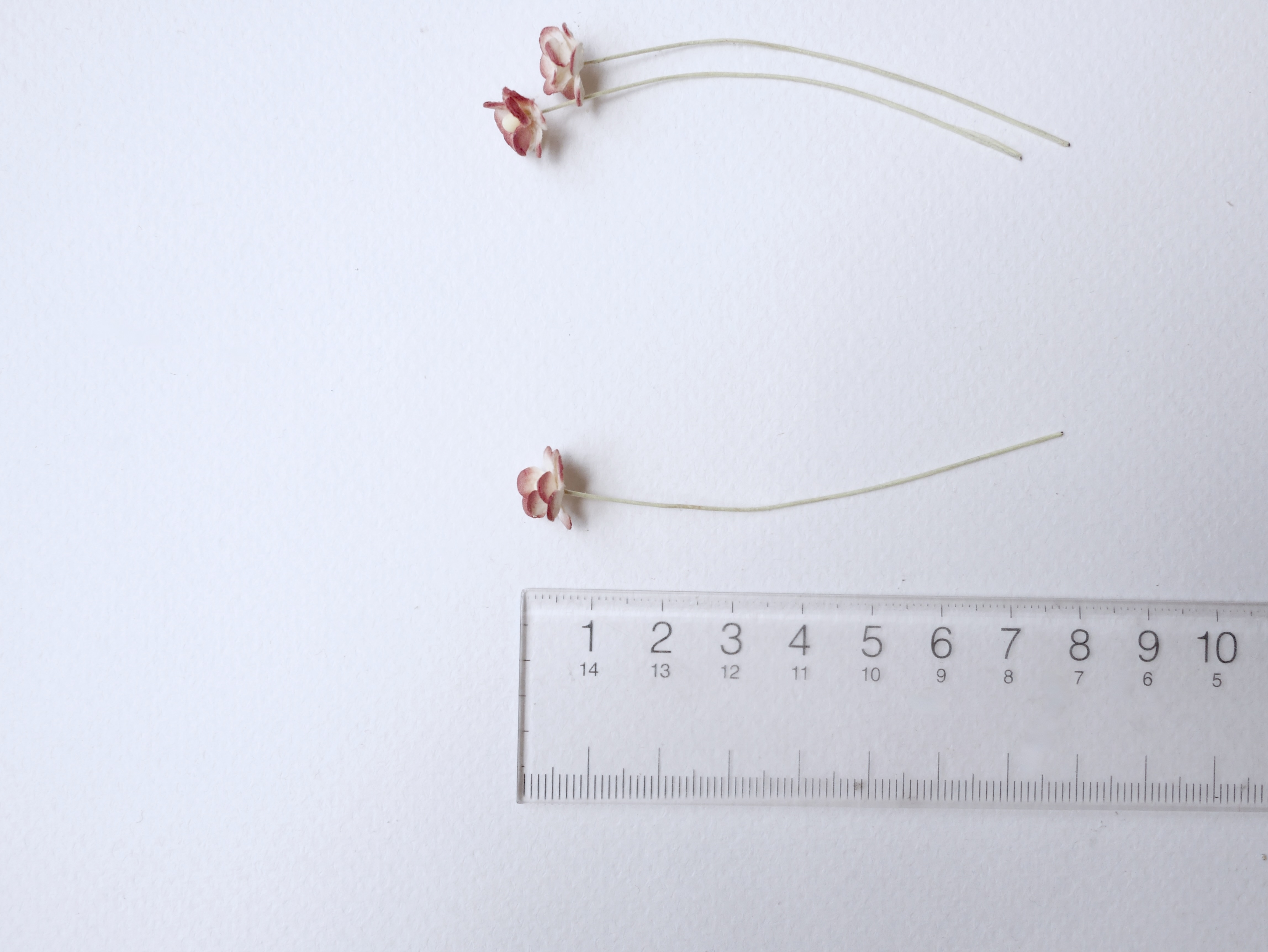 ดอกไม้กระดาษสา ดอกไม้กระดาษสาราคาส่ง ดอกไม้กระดาษสำหรับตกแต่ง งานแต่งงาน หรือติดของชำร่วย ดอก creeping lady 100 ดอก ขนาด 0.8 cm. สีเลือดหมูปัดสีงาช้าง Small Paper Flower with stem, 100 pcs., size 0.8 cm., creeping flowers 2 layers, red wine brush ivory co