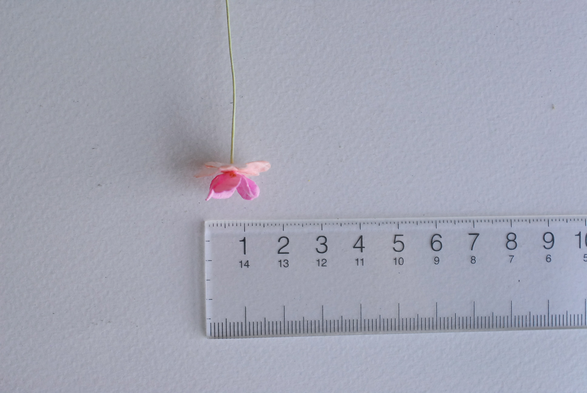 ดอกไม้กระดาษสา ราคาส่ง, ดอกไฮเดรนเยียกระดาษสา ดอกไม้ประดิษฐ์ ตกแต่งงานแต่งงาน ประดิษฐ์ข้อมือเพื่อนเจ้าสาว ขนา่ด 1.5 cm., สำหรับของชำร่วย, งานแต่งงาน, ดอกไม้ทำข้อมือเจ้าสาว สีชมพู-ชมพูอ่อน จำนวน 100 ดอก Paper flower,100 Pieces mulberry hydenyia, 2 TONE pin