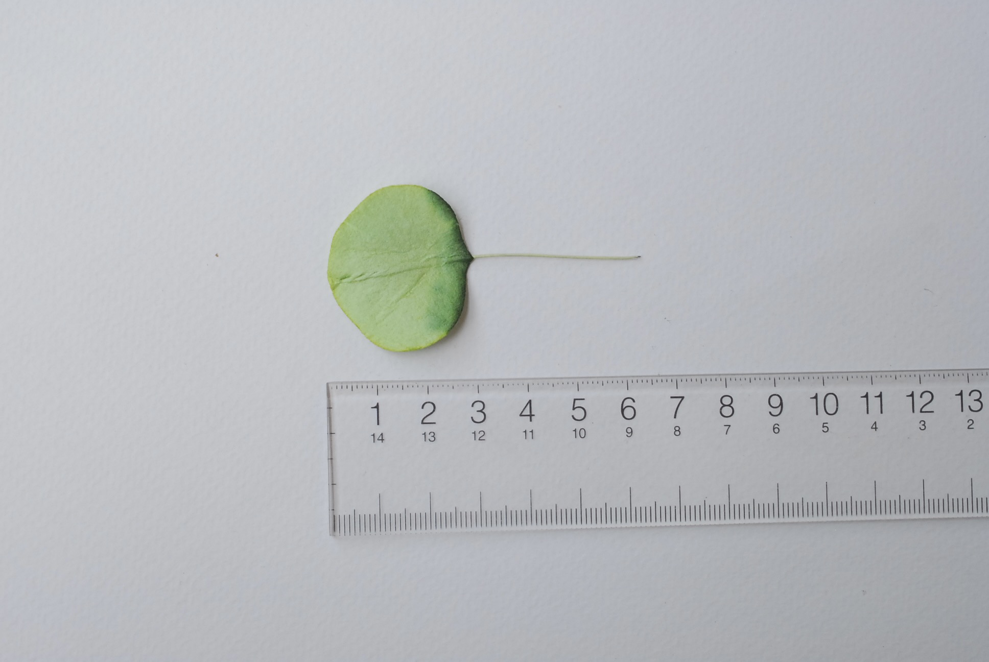 ใบไม้กระดาษ orbicular leaves ใบไม้กระดาษสา ราคาส่ง,ใบไม่้กลม กระดาษ สำหรับงานประดิษฐ์ ใบไม้ประดิษฐ์ สำหรับตกแต่ง หรืองานแต่งงาน สีเขียวสดปัดสีเข้ม ขนาด 3x3 cm. จำนวน 50 ใบ