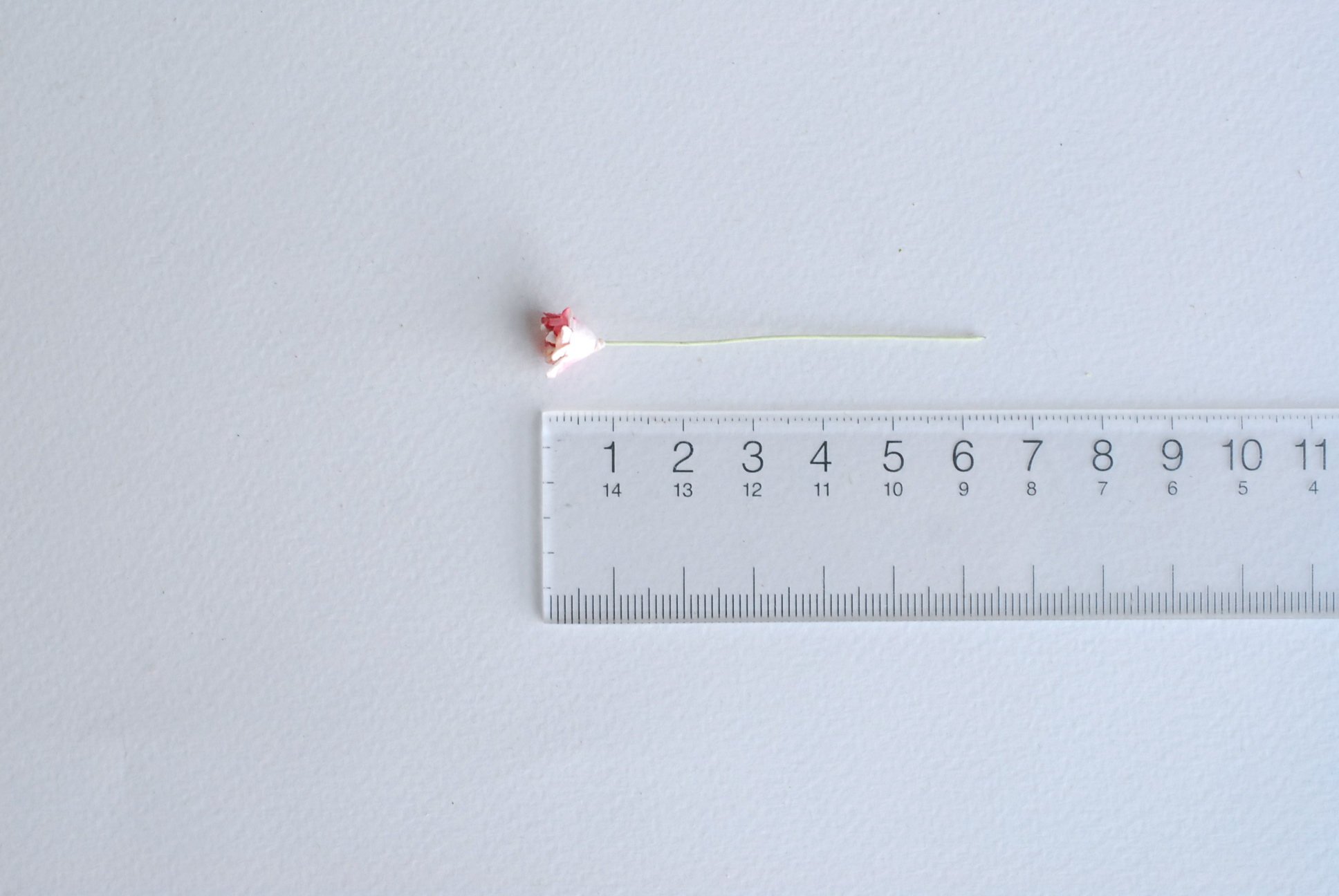 ดอกไม้ประดิษฐ์, ดอกไม้กระดาษสา, ดอก gypsophila, ดอกยิปโซ งานประดิษฐ์ตกแต่งของชำร่วย, ดอกไม้ทำพานพุ่ม, พานรับไหว้, ขนาด 0.4 cm. สีแดงปัดขาว