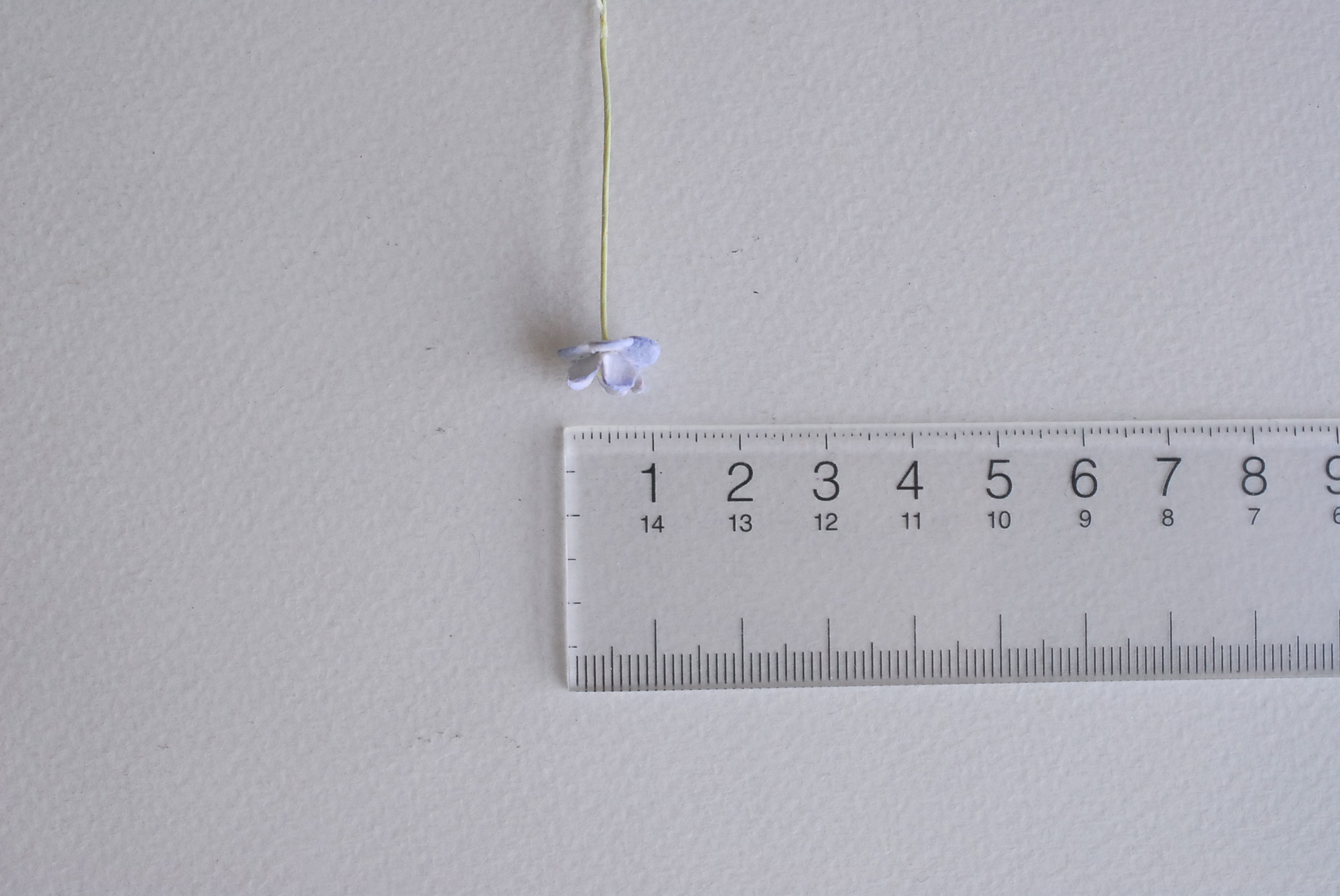 ดอกไม้กระดาษสา ดอกไม้กระดาษสาราคาส่ง ดอกไม้กระดาษสำหรับตกแต่ง งานแต่งงาน หรือติดของชำร่วย ดอก creeping lady 100 ดอก ขนาด 0.8 cm. สีฟ้าตุ่นปัดขาว Small Paper Flower with stem, , 100 pcs., size 0.8 cm., creeping flowers 2 layers, pale blue brush color.