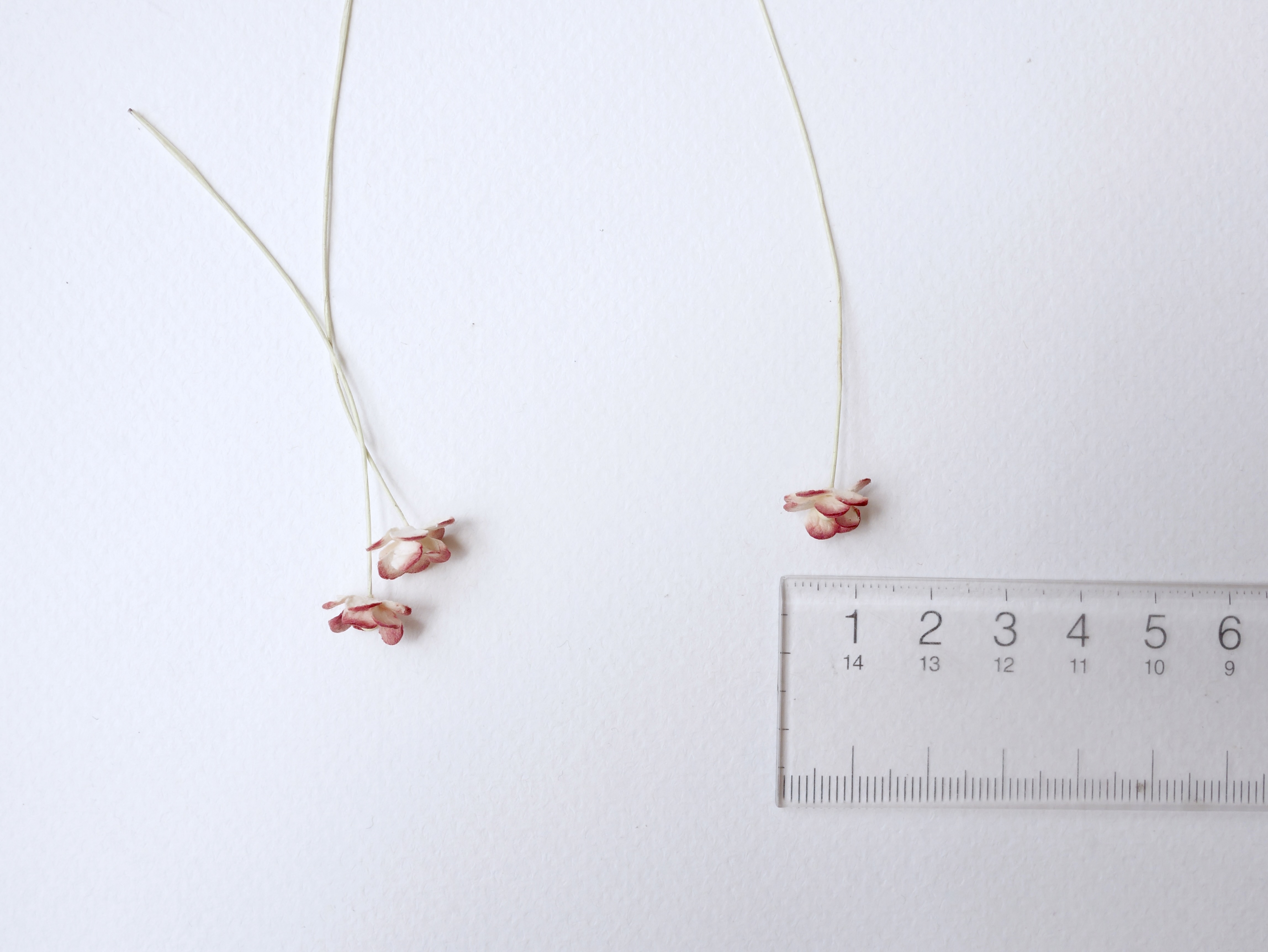 ดอกไม้กระดาษสา ดอกไม้กระดาษสาราคาส่ง ดอกไม้กระดาษสำหรับตกแต่ง งานแต่งงาน หรือติดของชำร่วย ดอก creeping lady 100 ดอก ขนาด 0.8 cm. สีเลือดหมูปัดสีงาช้าง Small Paper Flower with stem, 100 pcs., size 0.8 cm., creeping flowers 2 layers, red wine brush ivory co