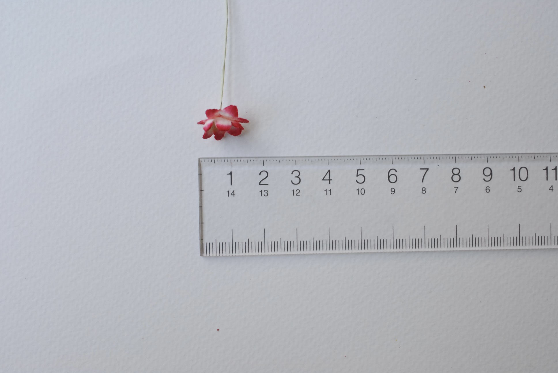 ดอกไม้กระดาษสา ดอกซากุระกระดาษขนาดเล็ก ดอกไม้กระดาษสาราคาส่ง ดอกไม้กระดาษสำหรับตกแต่งของชำร่วย งานแต่งงาน ทำช่อดอกไม้ติดอกเจ้าบ่าว ข้อมือดอกไม้เจ้าสาว ขนาด 1.5 cm. 50 ดอก Paper flowers supplies: DIY wedding tools Small Cherry blossom (Sakura) 50 pcs. size