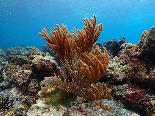 อันดับ 1 ทัวร์เกาะพีพี อ่าวมาหยา อ่าวปิเละ เกาะไข่ เรือสปีดโบ๊ท Phi Phi Island Khai Island - Maya Bay - Pileh Lagoon