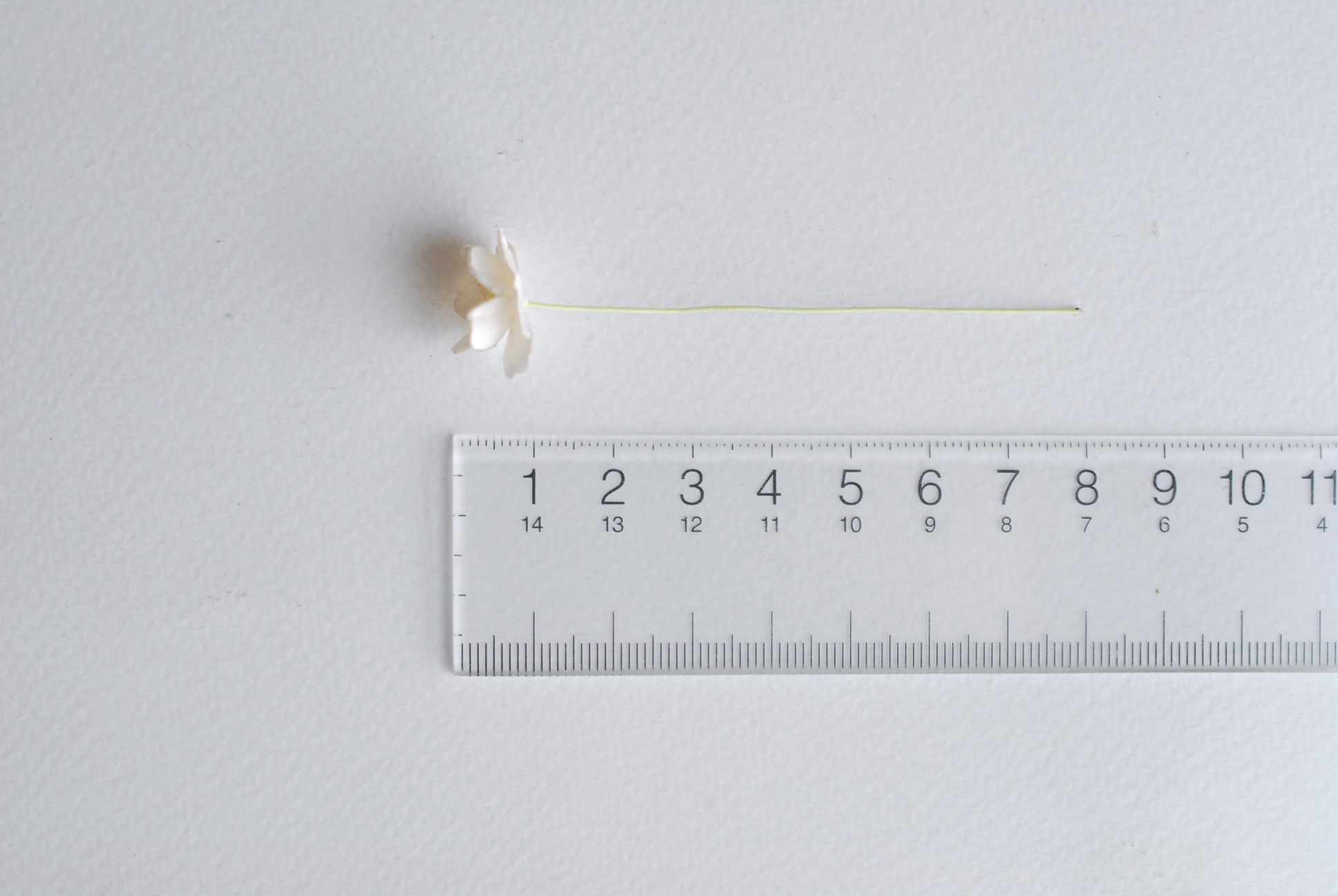 ดอกไม้กระดาษสา ราคาส่ง, ดอกไฮเดรนเยียกระดาษสา ดอกไม้ประดิษฐ์ ตกแต่งงานแต่งงาน ประดิษฐ์ข้อมือเพื่อนเจ้าสาว ขนา่ด 1.5 cm., สำหรับของชำร่วย, งานแต่งงาน, ดอกไม้ทำข้อมือเจ้าสาว สีขาวอ๊อฟไวท์ จำนวน 100 ดอก Paper flower,100 Pieces mulberry hydenyia, ofwhite colo