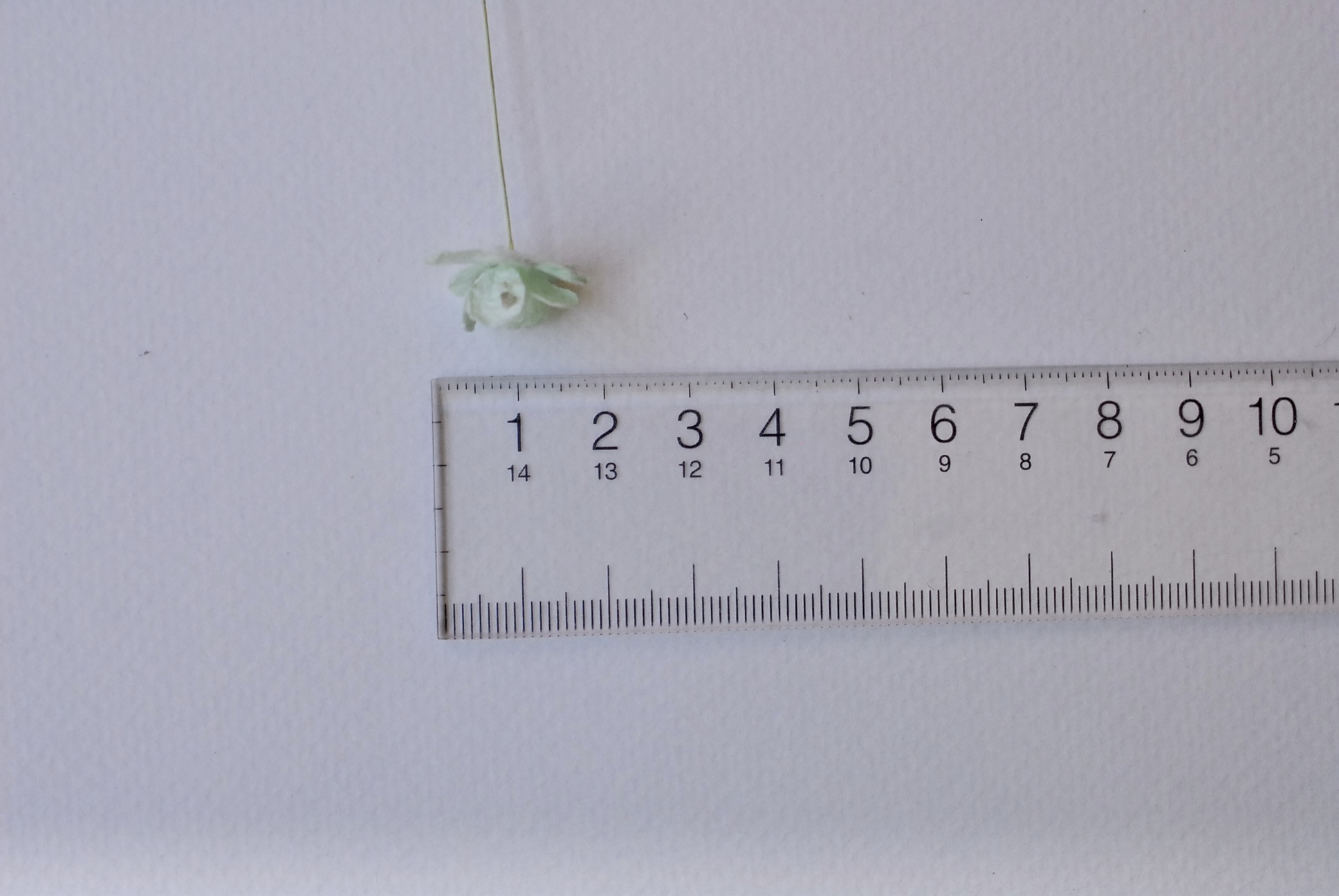 ดอกไม้กระดาษสา ราคาส่ง, ดอกไฮเดรนเยียกระดาษสา ดอกไม้ประดิษฐ์ ตกแต่งงานแต่งงาน ประดิษฐ์ข้อมือเพื่อนเจ้าสาว ขนาด 1.5 cm., สำหรับของชำร่วย, งานแต่งงาน, ดอกไม้ทำข้อมือเจ้าสาว สีเขียวอ่อน จำนวน 100 ดอก Paper flower,100 Pieces mulberry hydenyia, 1.5 cm. light g