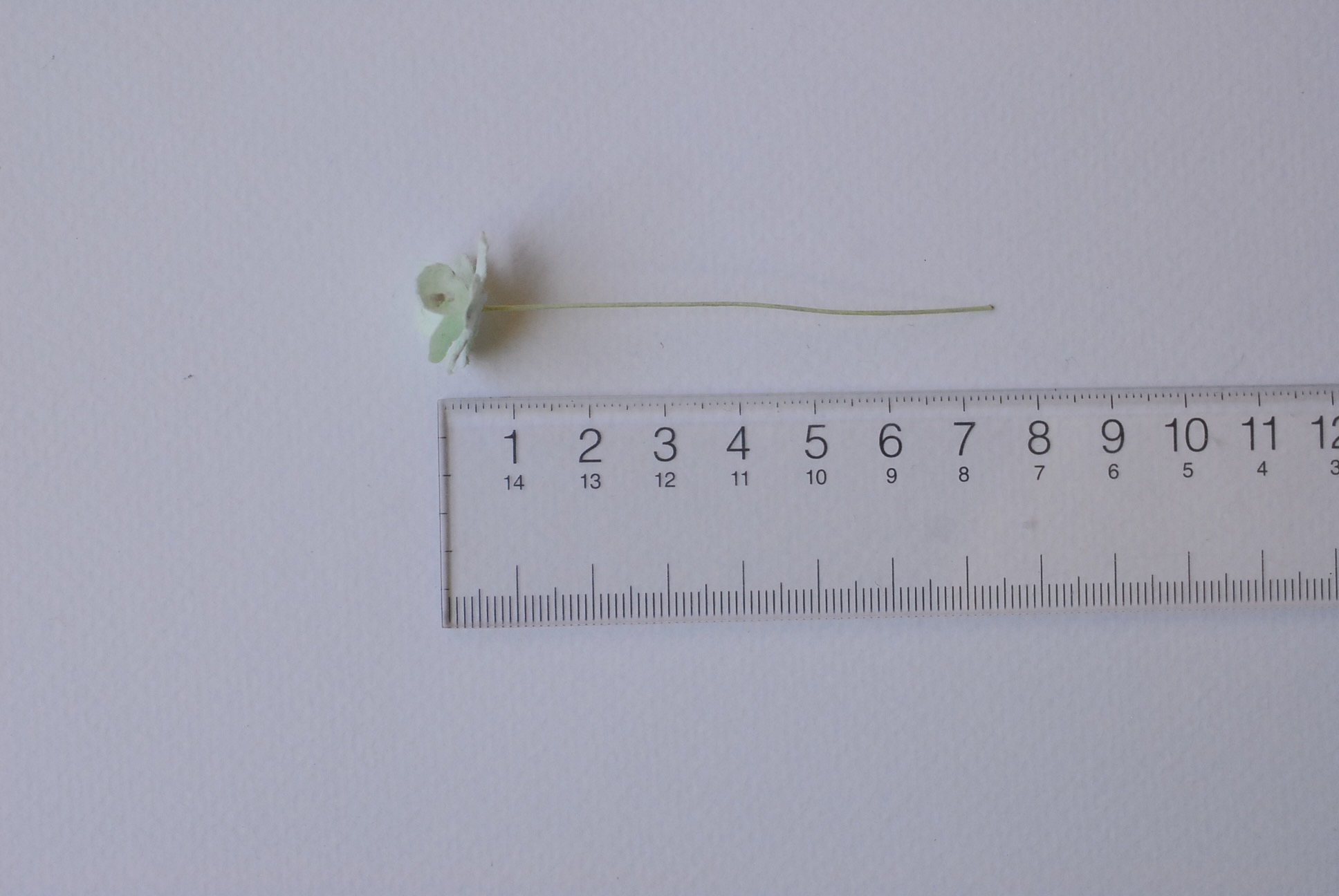 ดอกไม้กระดาษสา ราคาส่ง, ดอกไฮเดรนเยียกระดาษสา ดอกไม้ประดิษฐ์ ตกแต่งงานแต่งงาน ประดิษฐ์ข้อมือเพื่อนเจ้าสาว ขนาด 1.5 cm., สำหรับของชำร่วย, งานแต่งงาน, ดอกไม้ทำข้อมือเจ้าสาว สีเขียวอ่อน จำนวน 100 ดอก Paper flower,100 Pieces mulberry hydenyia, 1.5 cm. light g