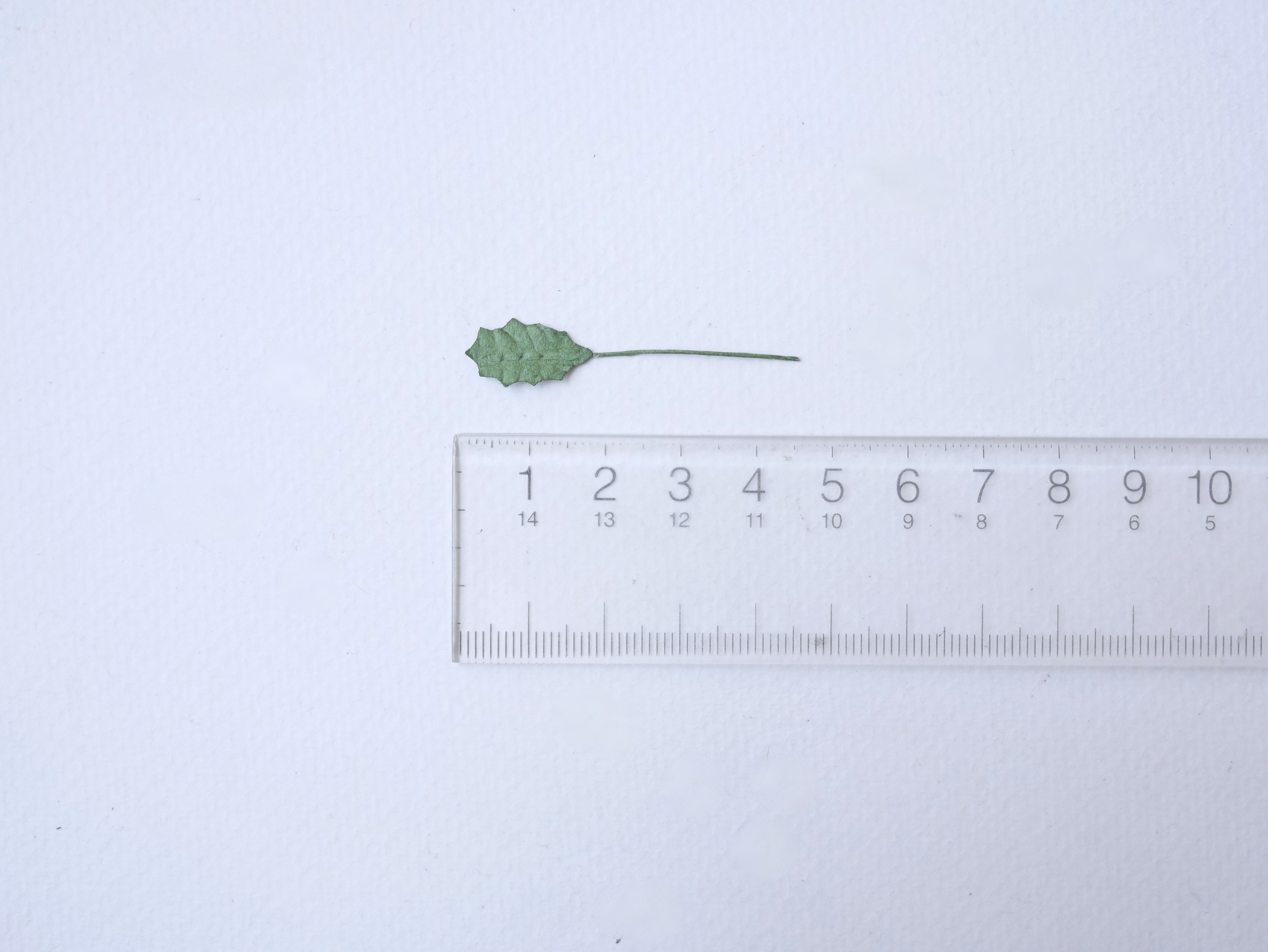 ใบไม้ x'masใบไม้กระดาษสา ราคาส่ง,ใบไม้ ใบchristmas ใบไม้ประดิษฐ์ สำหรับตกแต่ง หรืองานแต่งงาน สีเขียว ขนาด 2 x1.00 cm. จำนวน 100 ใบ