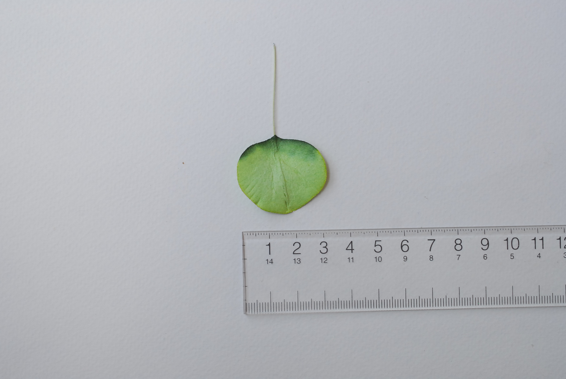 ใบไม้กระดาษ orbicular leaves ใบไม้กระดาษสา ราคาส่ง,ใบไม่้กลม กระดาษ สำหรับงานประดิษฐ์ ใบไม้ประดิษฐ์ สำหรับตกแต่ง หรืองานแต่งงาน สีเขียวสดปัดสีเข้ม ขนาด 3x3 cm. จำนวน 50 ใบ