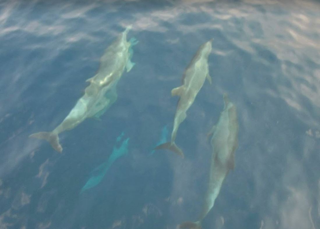 ทัวร์เกาะราชาน้อย เกาะราชาใหญ่ ดูโลมารอบเกาะไม้ท่อน