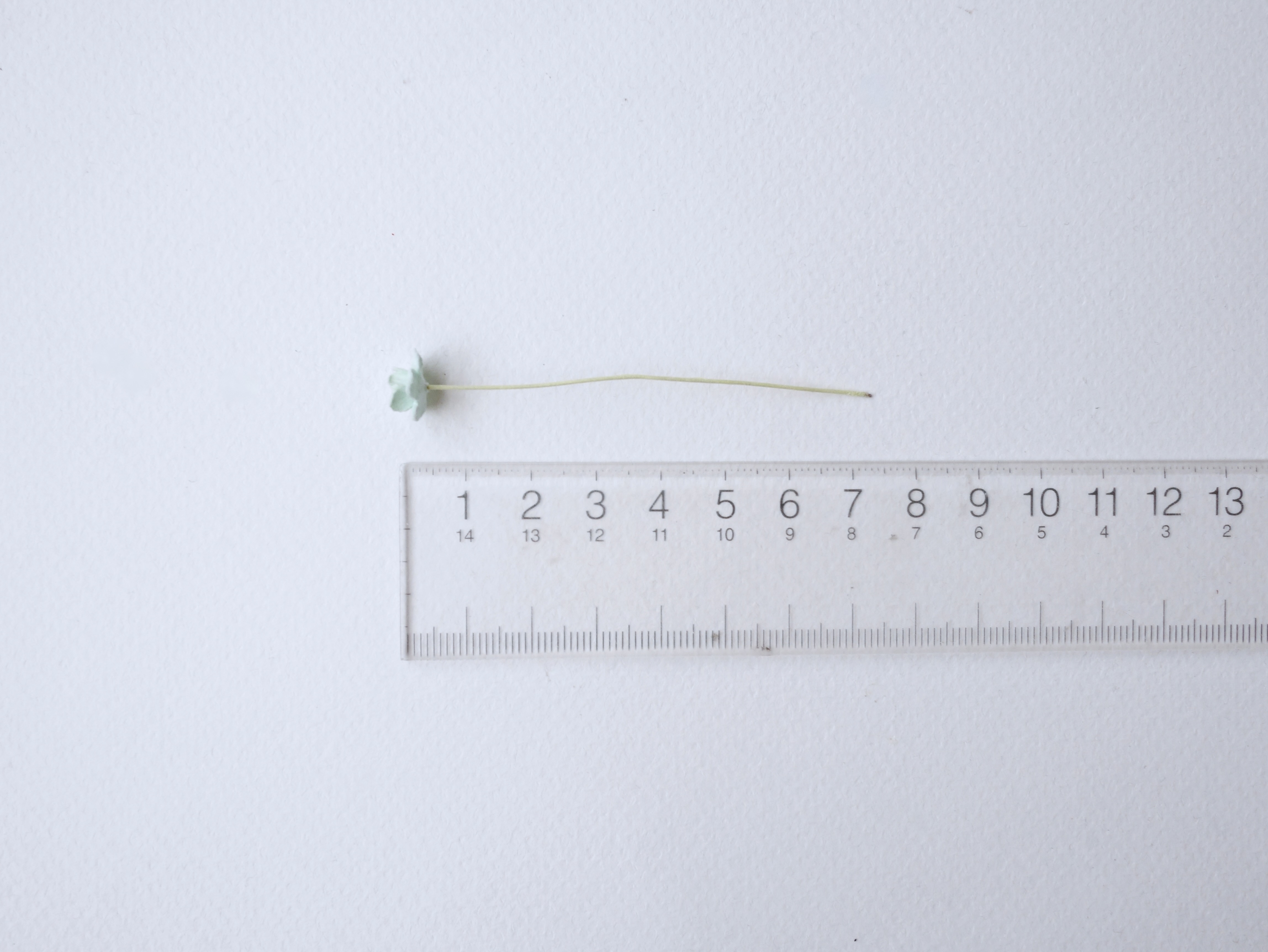 ดอกไม้กระดาษสา ดอกไม้กระดาษสาราคาส่ง ดอกไม้กระดาษสำหรับตกแต่ง งานแต่งงาน หรือติดของชำร่วย ดอก creeping lady 100 ดอก ขนาด 0.8 cm. สีมิ้นท์ Small Paper Flower with stem, , 100 pcs., size 0.8 cm., small flowers 2 layers, pastel mint color.