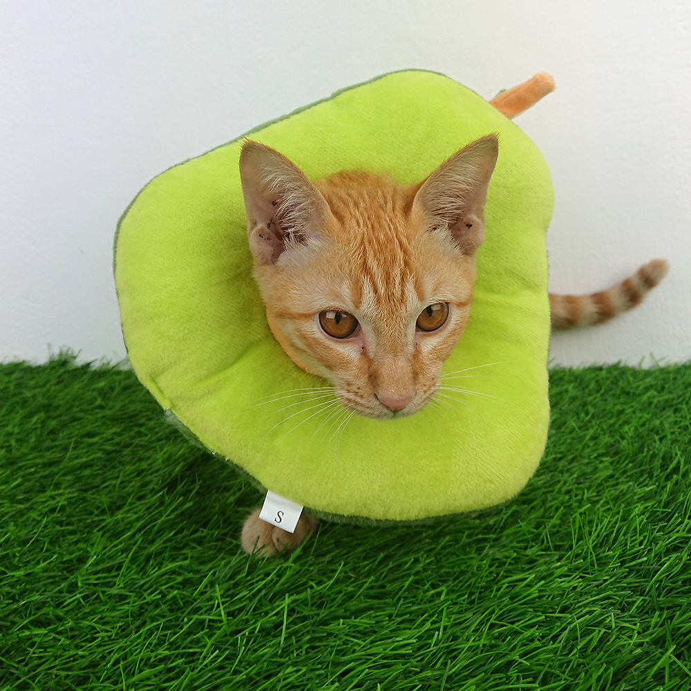 [1100] ปลอกคอ collar แมว กันเลียแผล นิ่ม ใส่สบาย ลายผลไม้ ขนมปัง