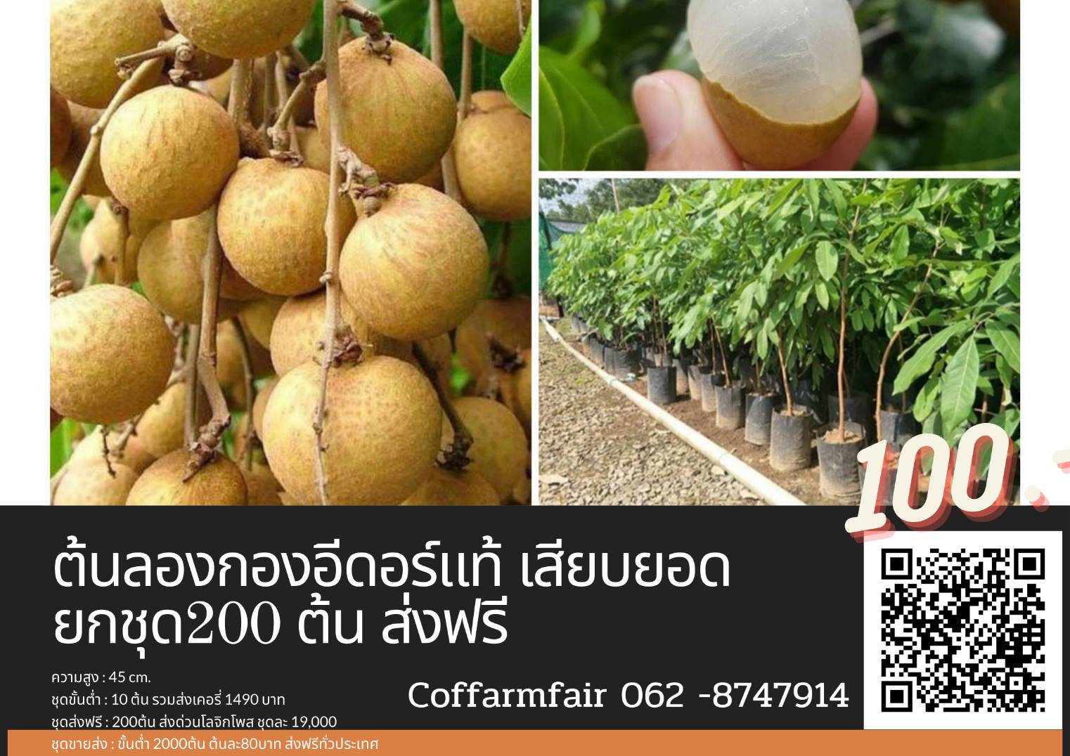 ชุด100ต้นแถม10ต้นลำไยพันธุ์อีดอร์ทาบกิ่งแท้ ลูกดกมาก ผลใหญ่ เนื้อเยอะมีคู่มือแนะนำการปลูก 60 เซน โทร 0628747914