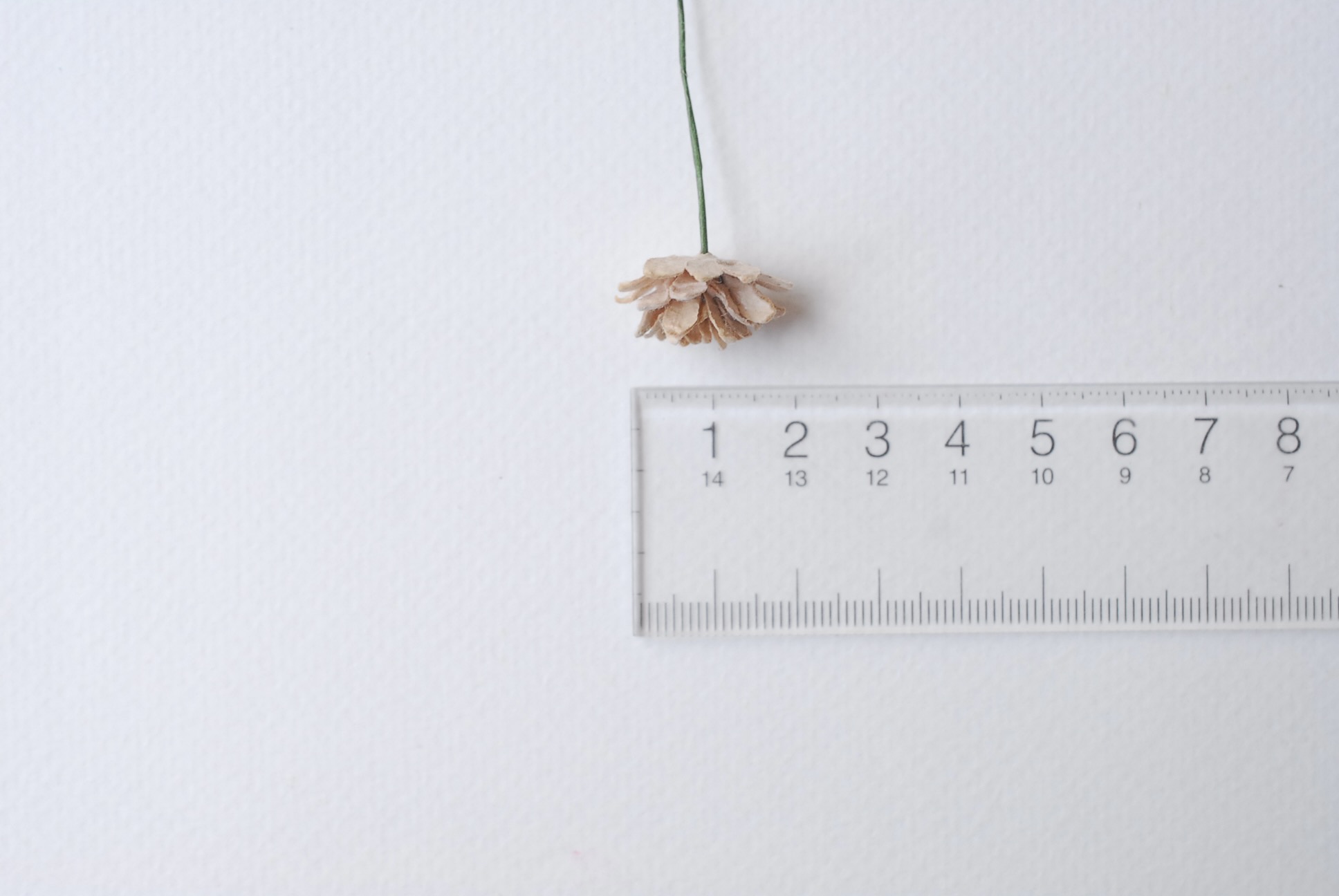 ดอกไม้ประดิษฐ์, ดอกไม้กระดาษสา, ดอก gypsophila, ดอกยิปโซ งานประดิษฐ์ตกแต่งของชำร่วย, ดอกไม้ทำพานพุ่ม,พานพวงมาลัย, พานรับไหว้, ขนาด 2 cm. สีน้ำตาลอ่อน