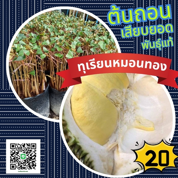 20บาท ต้นทุเรียนหมอนทองแท้เสียบยอดถอน ยกชุด100ต้น สายพันธุ์เปลือกบาง พร้อมอนุบาลแถมคู่มือการปลูก ต้นกล้าประจำปี2568