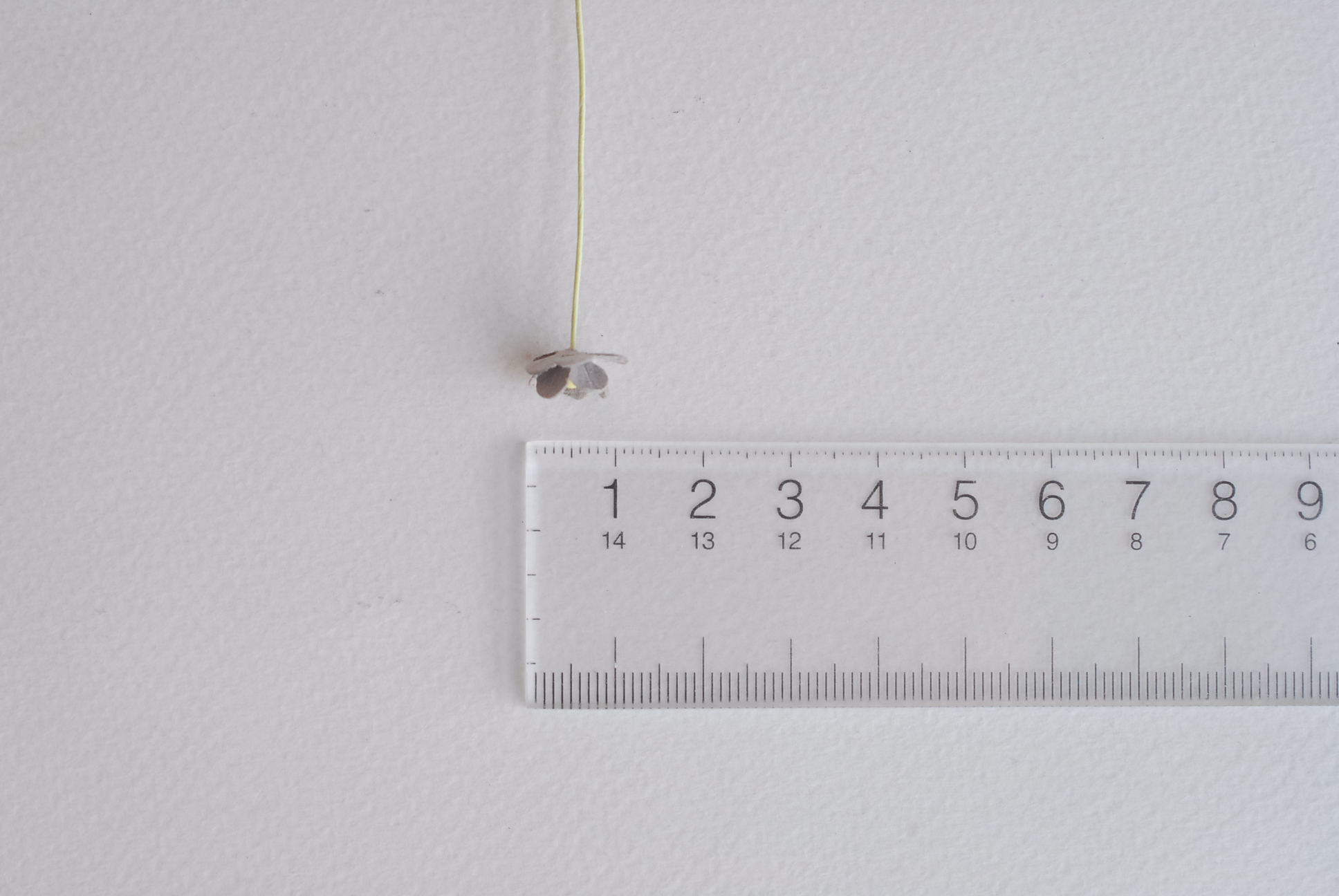 ดอกไม้กระดาษสา ดอกไม้กระดาษสาราคาส่ง ดอกไม้กระดาษสำหรับตกแต่ง งานแต่งงาน หรือติดของชำร่วย ดอก creeping lady 100 ดอก ขนาด 0.8 cm. คละสีพาสเทล Small Paper Flower with stem, , 100 pcs., size 0.8 cm., creeping flowers 2 layers, pastel mixed rainbow color.