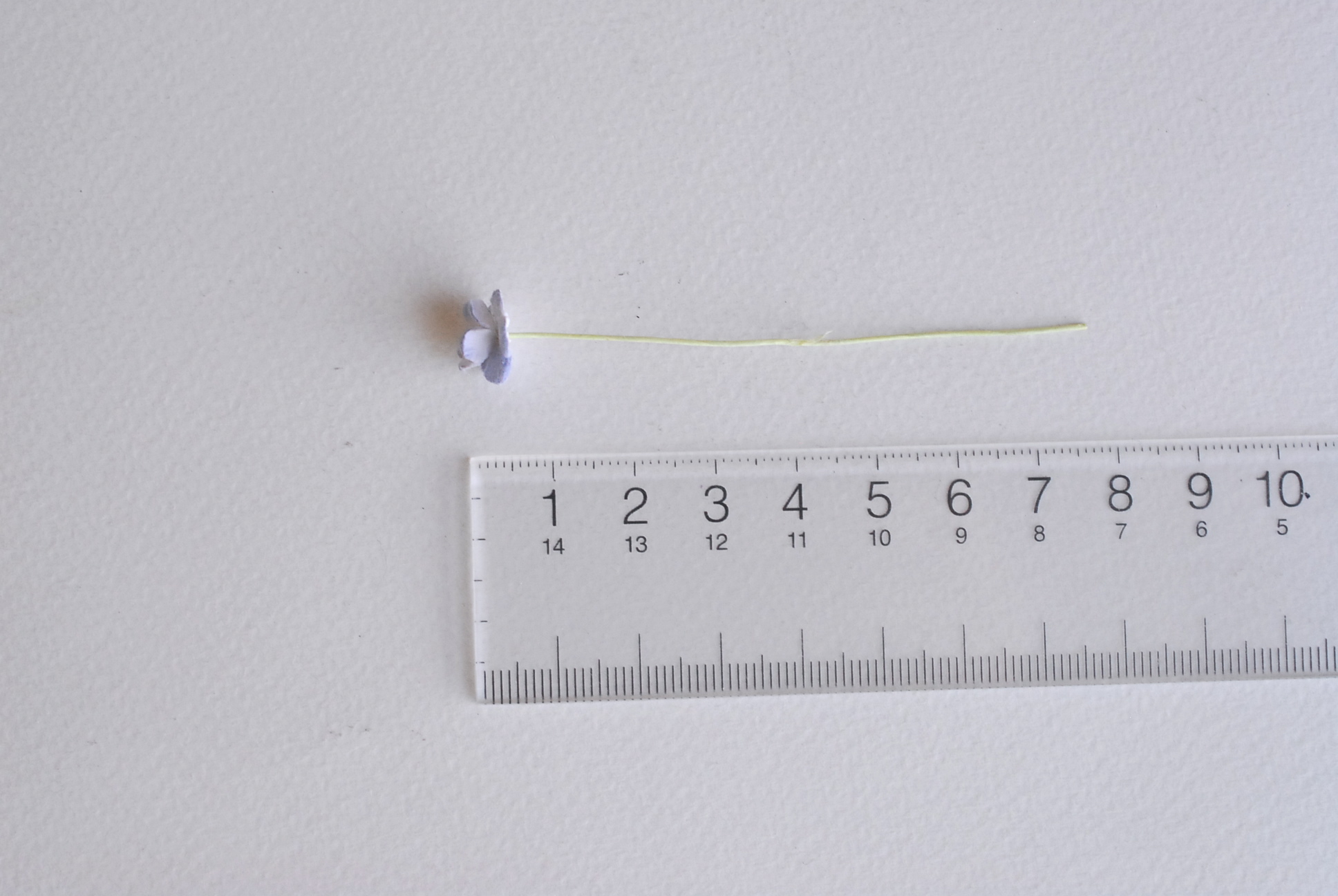 ดอกไม้กระดาษสา ดอกไม้กระดาษสาราคาส่ง ดอกไม้กระดาษสำหรับตกแต่ง งานแต่งงาน หรือติดของชำร่วย ดอก creeping lady 100 ดอก ขนาด 0.8 cm. สีฟ้าตุ่นปัดขาว Small Paper Flower with stem, , 100 pcs., size 0.8 cm., creeping flowers 2 layers, pale blue brush color.