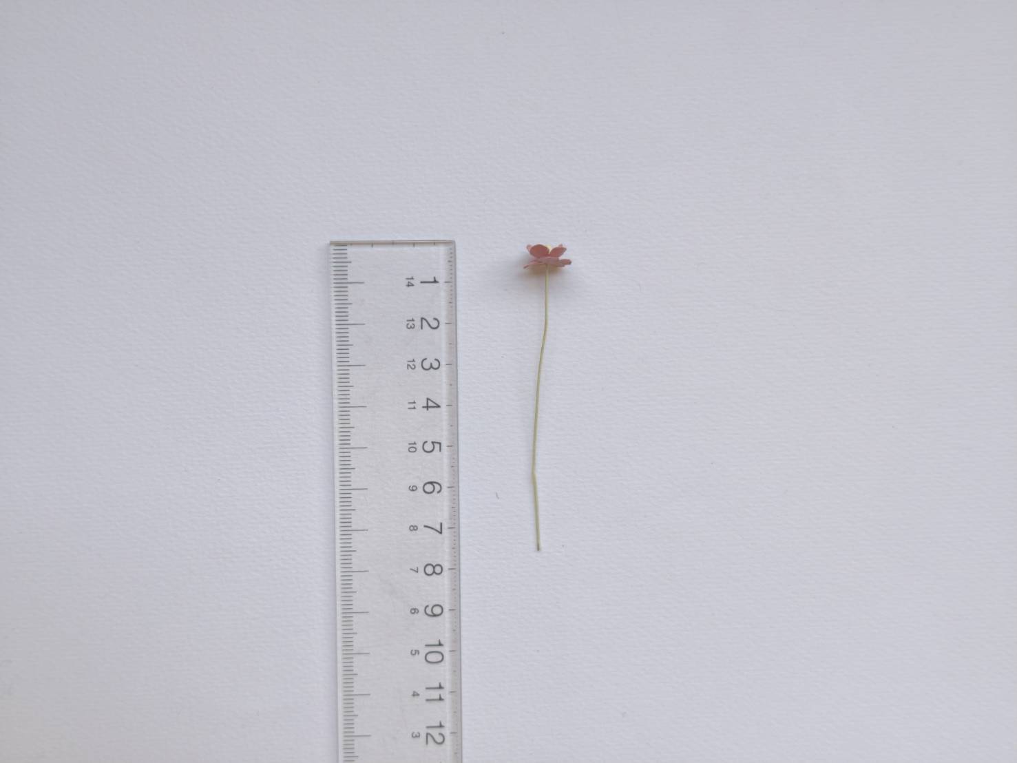 ดอกไม้กระดาษสา ดอกไม้กระดาษสาราคาส่ง ดอกไม้กระดาษสำหรับตกแต่ง งานแต่งงาน หรือติดของชำร่วย ดอก creeping lady 100 ดอก ขนาด 0.8 cm. สีชมพูตุ่น Small Paper Flower with stem, 100 pcs., size 0.8 cm., creeping flowers 2 layers, pink dusty color