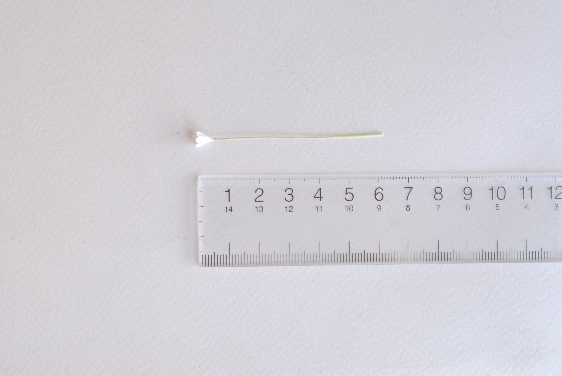 ดอกไม้ประดิษฐ์, ดอกไม้กระดาษสา, ดอก gypsophila, ดอกยิปโซ งานประดิษฐ์ตกแต่งของชำร่วย, ดอกไม้ทำพานพุ่ม, พานรับไหว้, ขนาด 0.4 cm. สีขาว