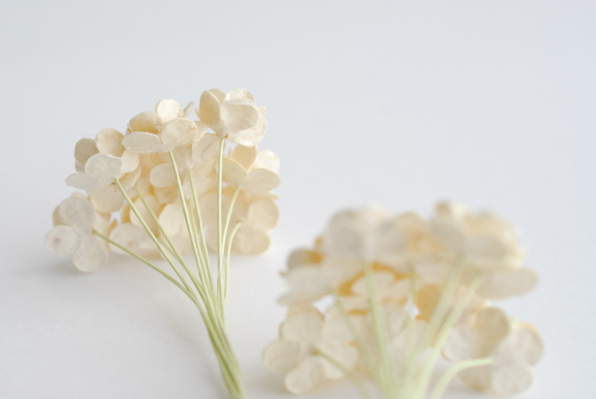 ดอกไม้กระดาษสา ราคาส่ง, ดอกไฮเดรนเยียกระดาษสา ดอกไม้ประดิษฐ์ ตกแต่งงานแต่งงาน ประดิษฐ์ข้อมือ เพื่อนเจ้าสาว ขนาด 1.5 cm., สำหรับของชำร่วย, งานแต่งงาน, ดอกไม้ทำข้อมือเจ้าสาว สีงาช้าง จำนวน 100 ดอก Paper flower,100 Pieces mulberry hydenyia, ivory color