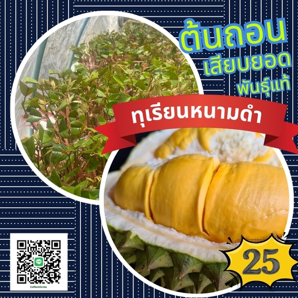 25บาท ต้นทุเรียนหนามดำแท้ เสียบยอด ยกชุด100ต้นพร้อมส่ง เนื้อมูสสีส้ม ใยน้อย เม็ดเล็ก ทนโรค ราคาดีพร้อมคู่มือการปลูก