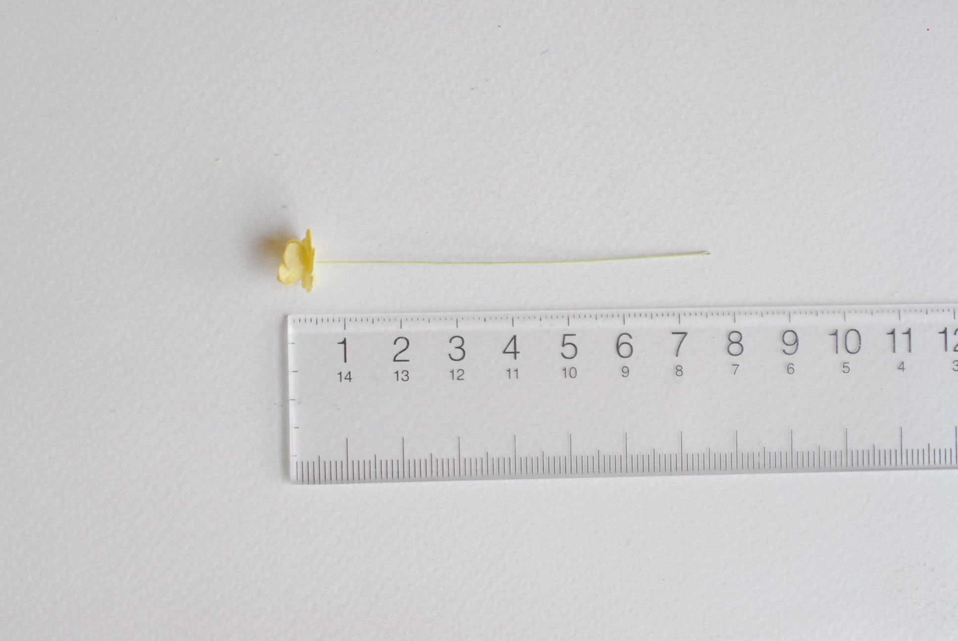 ดอกไม้กระดาษสา ดอกไม้กระดาษสาราคาส่ง ดอกไม้กระดาษสำหรับตกแต่ง งานแต่งงาน หรือติดของชำร่วย ดอก creeping lady 100 ดอก ขนาด 0.8 cm. สีเหลือง Small Paper Flower with stem, 100 pcs., size 0.8 cm., creeping flowers 2 layers, yellow color.