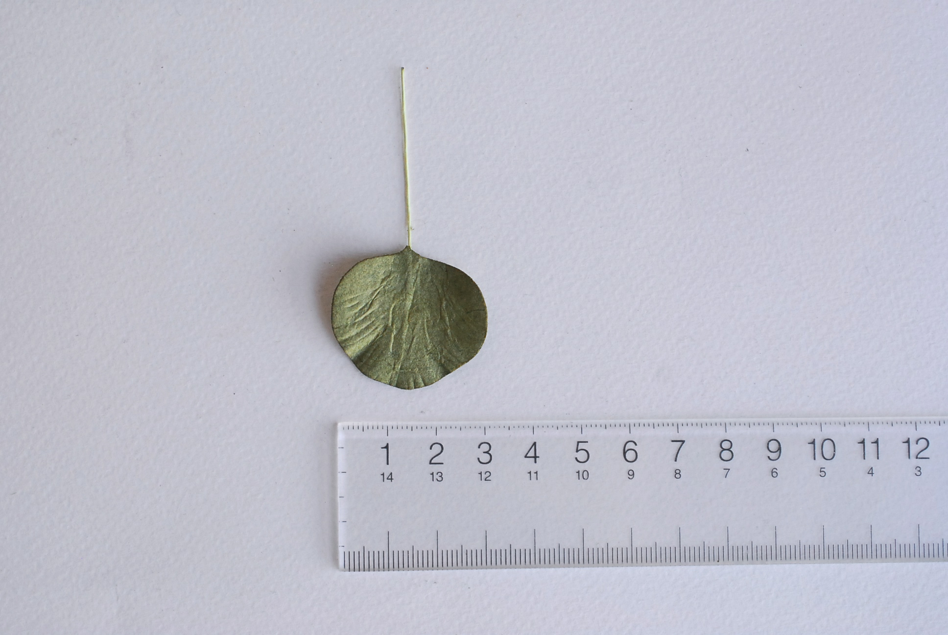 ใบไม้กระดาษ orbicular leaves ใบไม้กระดาษสา ราคาส่ง,ใบไม่้กลม กระดาษ สำหรับงานประดิษฐ์ ใบไม้ประดิษฐ์ สำหรับตกแต่ง หรืองานแต่งงาน สีเขียวทหาร ขนาด 3x3 cm. จำนวน 50 ใบ