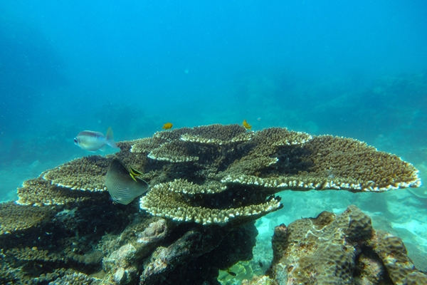 อันดับ 1 ทัวร์เกาะพีพี อ่าวมาหยา อ่าวปิเละ เกาะไผ่ โดยเรือสปีดโบ๊ท