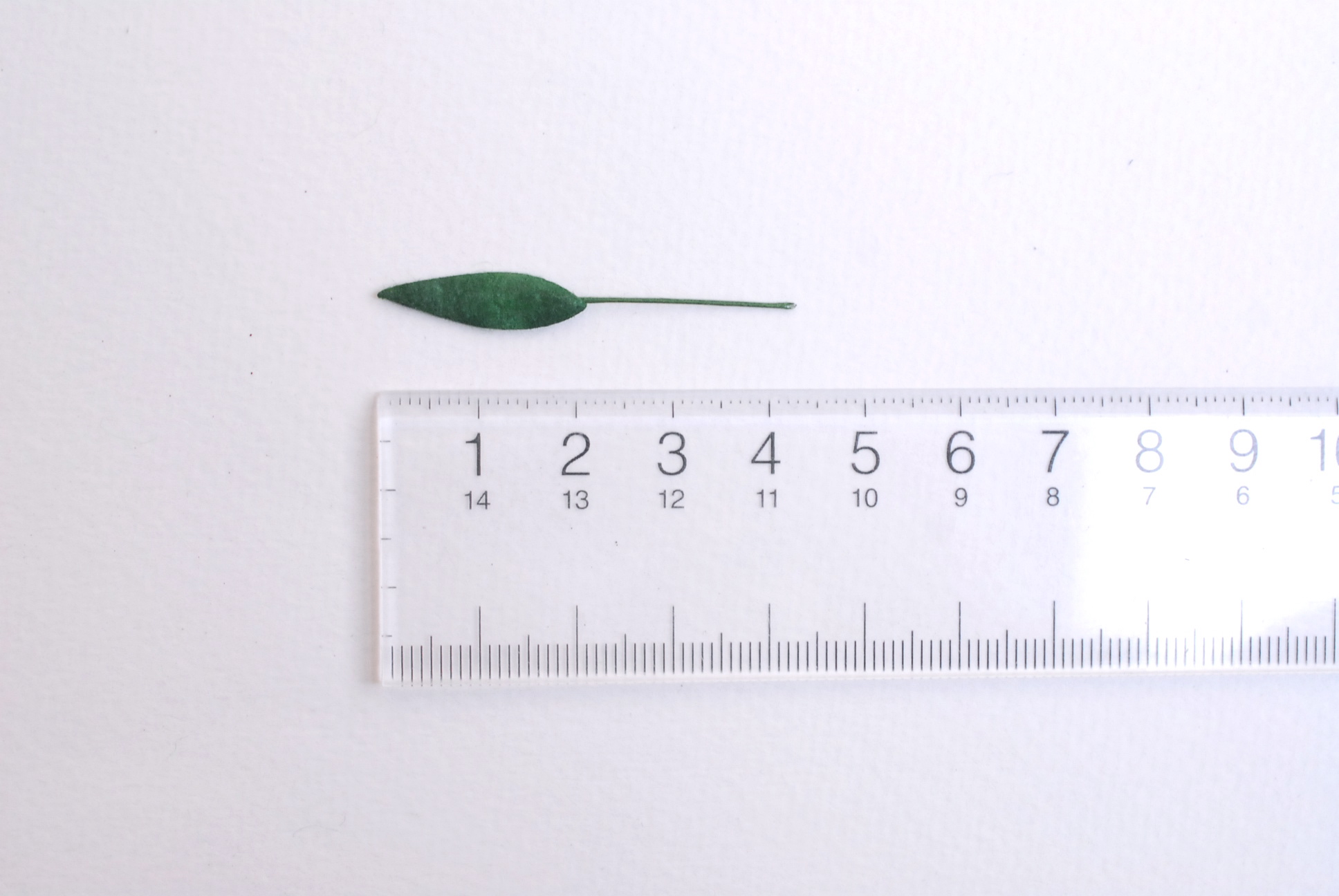 ใบไม้กระดาษ ใบไม้กระดาษสา ราคาส่ง,ใบไม่้กุหลาบกระดาษ สำหรับดอกมะลิกระดาษสา ใบไม้ประดิษฐ์ สำหรับตกแต่ง หรืองานแต่งงาน สีเขียวเข้ม rosemary ขนาด 1.00x2.5 cm. จำนวน 100 ใบ