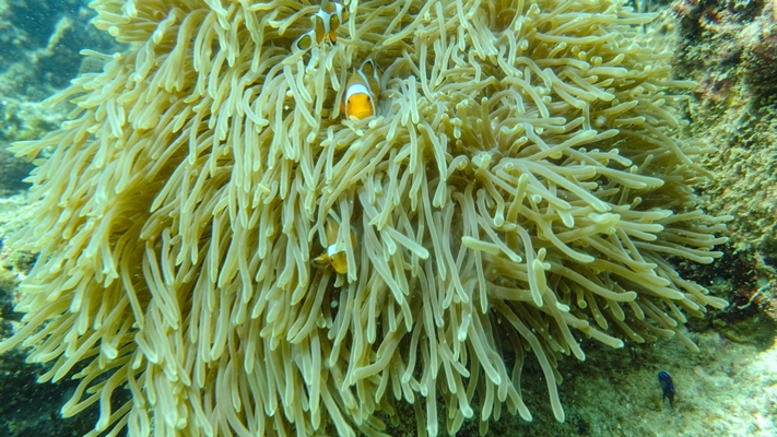 อันดับ 1 ทัวร์เกาะพีพี อ่าวมาหยา อ่าวปิเละ เกาะไผ่ โดยเรือสปีดโบ๊ท