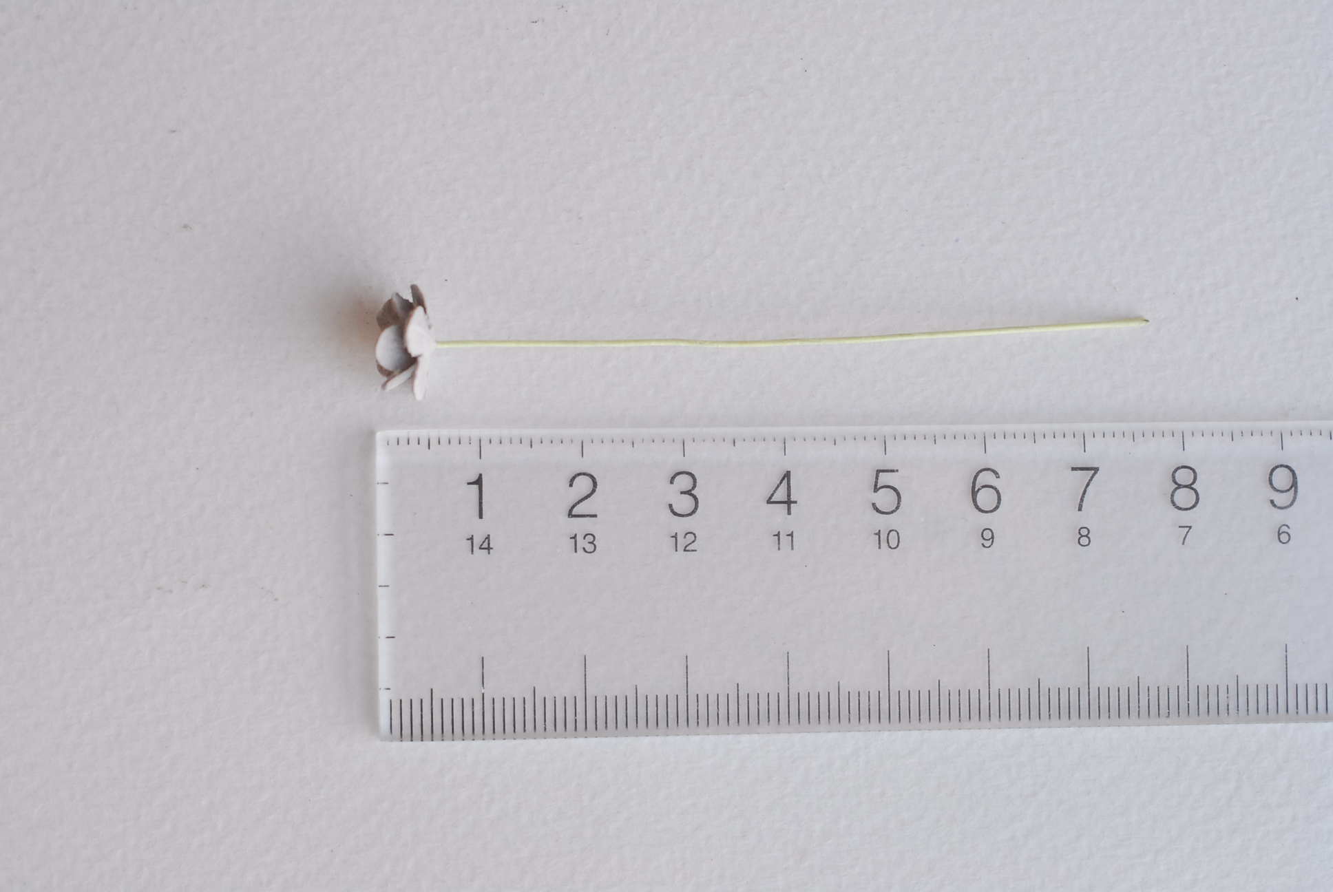 ดอกไม้กระดาษสา ดอกไม้กระดาษสาราคาส่ง ดอกไม้กระดาษสำหรับตกแต่ง งานแต่งงาน หรือติดของชำร่วย ดอก creeping lady 100 ดอก ขนาด 0.8 cm. คละสีพาสเทล Small Paper Flower with stem, , 100 pcs., size 0.8 cm., creeping flowers 2 layers, pastel mixed rainbow color.