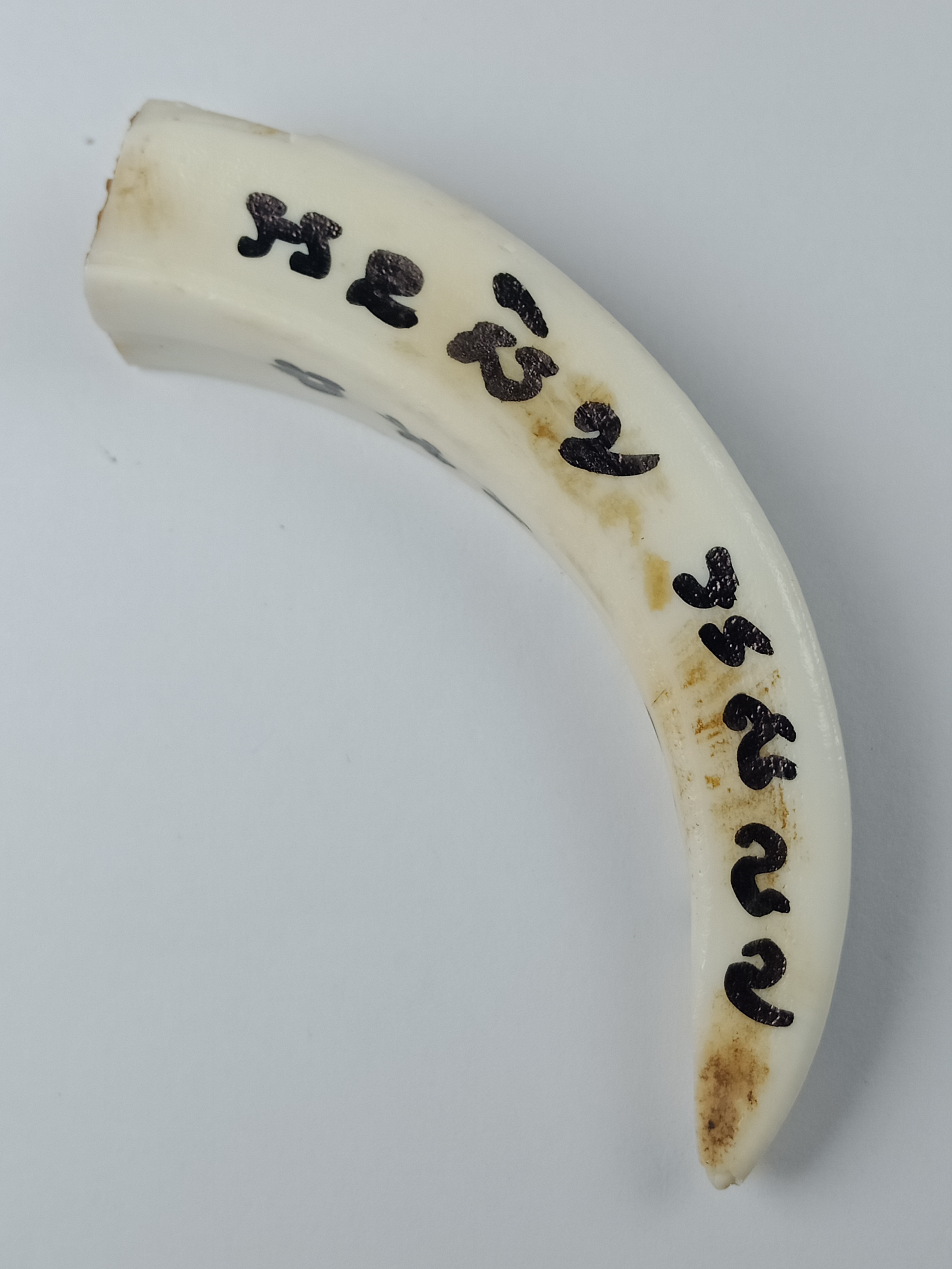 เขี้ยวหมู่ป่า พลิกแผ่นดิน