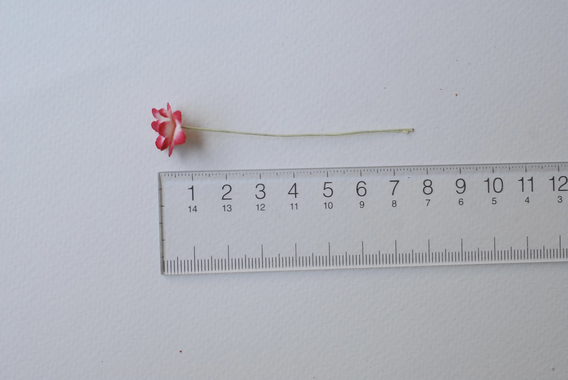 ดอกไม้กระดาษสา ดอกซากุระกระดาษขนาดเล็ก ดอกไม้กระดาษสาราคาส่ง ดอกไม้กระดาษสำหรับตกแต่งของชำร่วย งานแต่งงาน ทำช่อดอกไม้ติดอกเจ้าบ่าว ข้อมือดอกไม้เจ้าสาว ขนาด 1.5 cm. 50 ดอก Paper flowers supplies: DIY wedding tools Small Cherry blossom (Sakura) 50 pcs. size