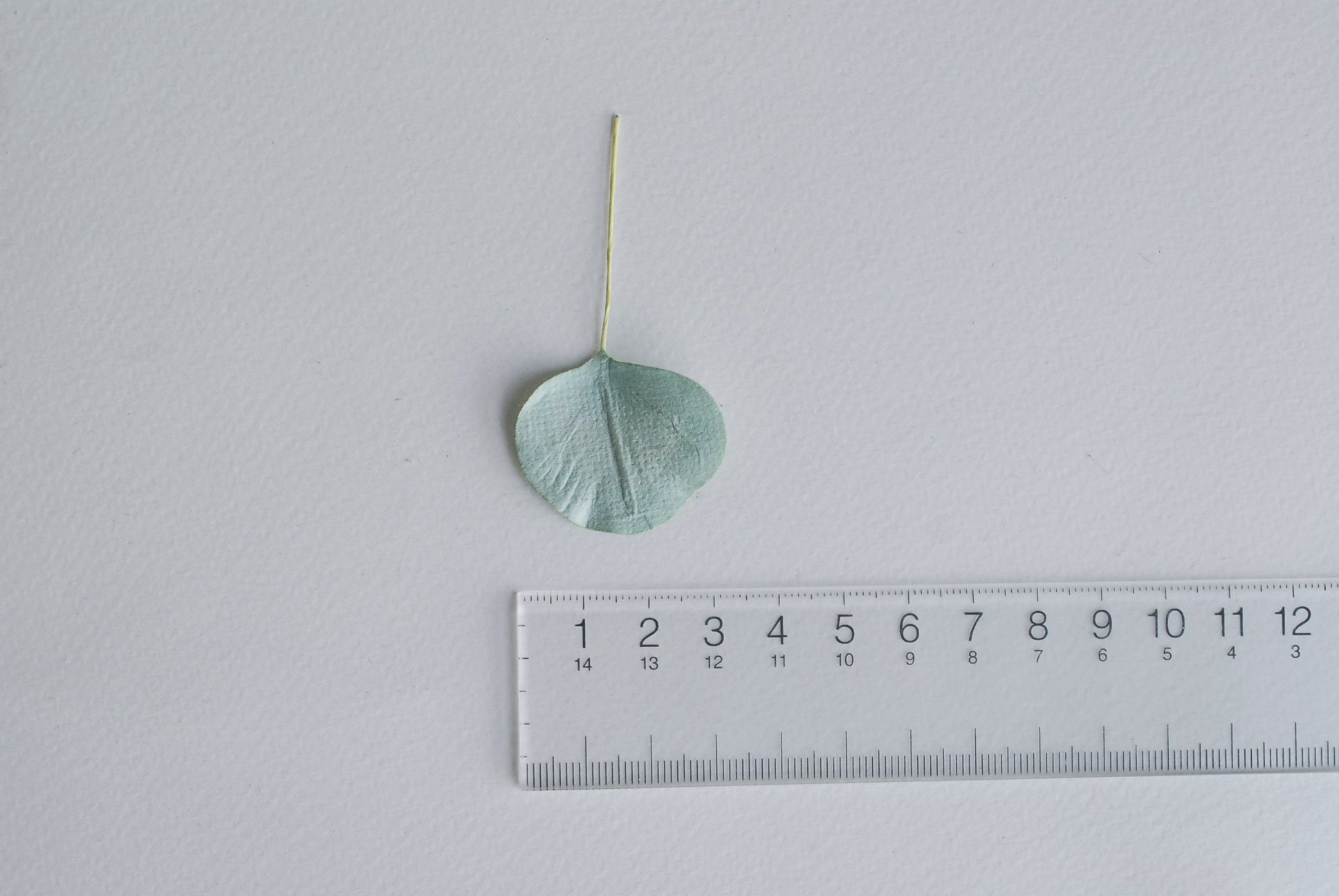 ใบไม้กระดาษ orbicular leaves ใบไม้กระดาษสา ราคาส่ง,ใบไม่้กลม กระดาษ สำหรับงานประดิษฐ์ ใบไม้ประดิษฐ์ สำหรับตกแต่ง หรืองานแต่งงาน สีเขียวตุ่น ขนาด 3x3 cm. จำนวน 50 ใบ