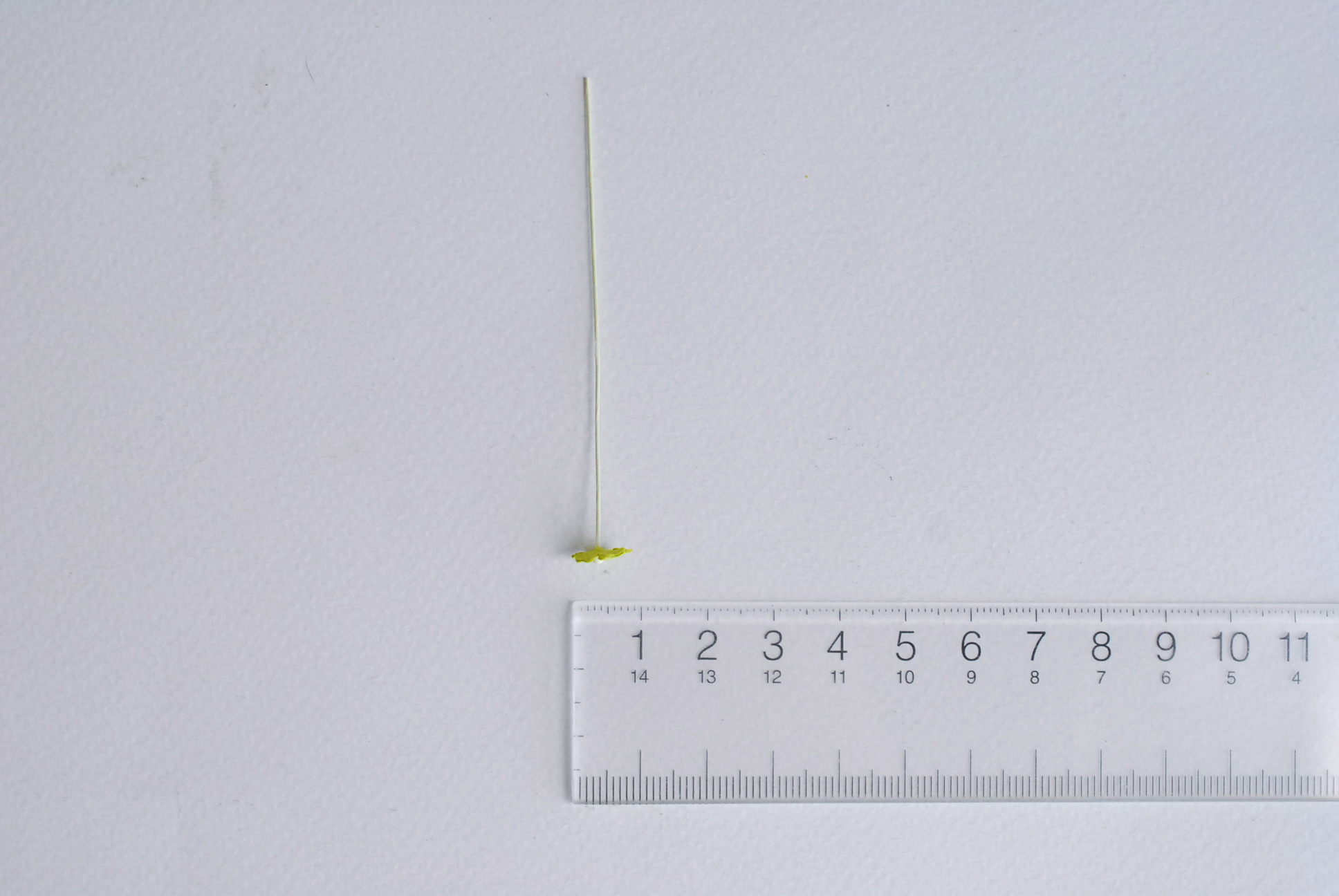 ดอกไม้กระดาษสา ดอกไม้กระดาษสาราคาส่ง ดอกไม้กระดาษสำหรับตกแต่ง งานแต่งงาน หรือติดของชำร่วย ดอกไม้จิ๋ว 100 ดอก ขนาด 0.6 cm. สีเขียว Small Paper Flower with stem, , 100 pcs., size 0.6 cm., small creeping ladies flowers 1 layer, green color.