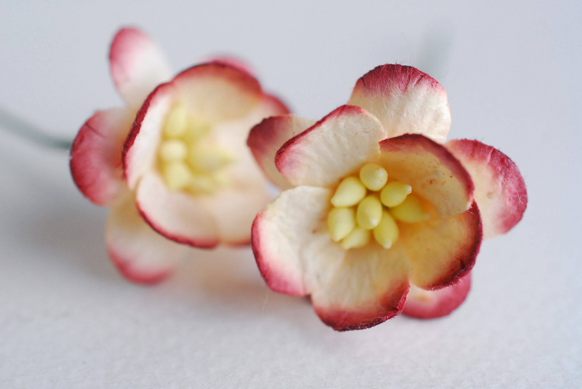 ดอกไม้กระดาษสา ดอกไม้กระดาษสาราคาส่ง ดอกไม้กระดาษสำหรับตกแต่งของชำร่วย งานแต่งงาน ทำช่อดอกไม้ติดอกเจ้าบ่าว ข้อมือดอกไม้เจ้าสาว ขนาด2.5 cm. 50 ดอก Paper flowers supplies: DIY wedding tools Cherry blossom (Sakura) 50 pcs. size 2.5 cm. Ivory brush dark red c