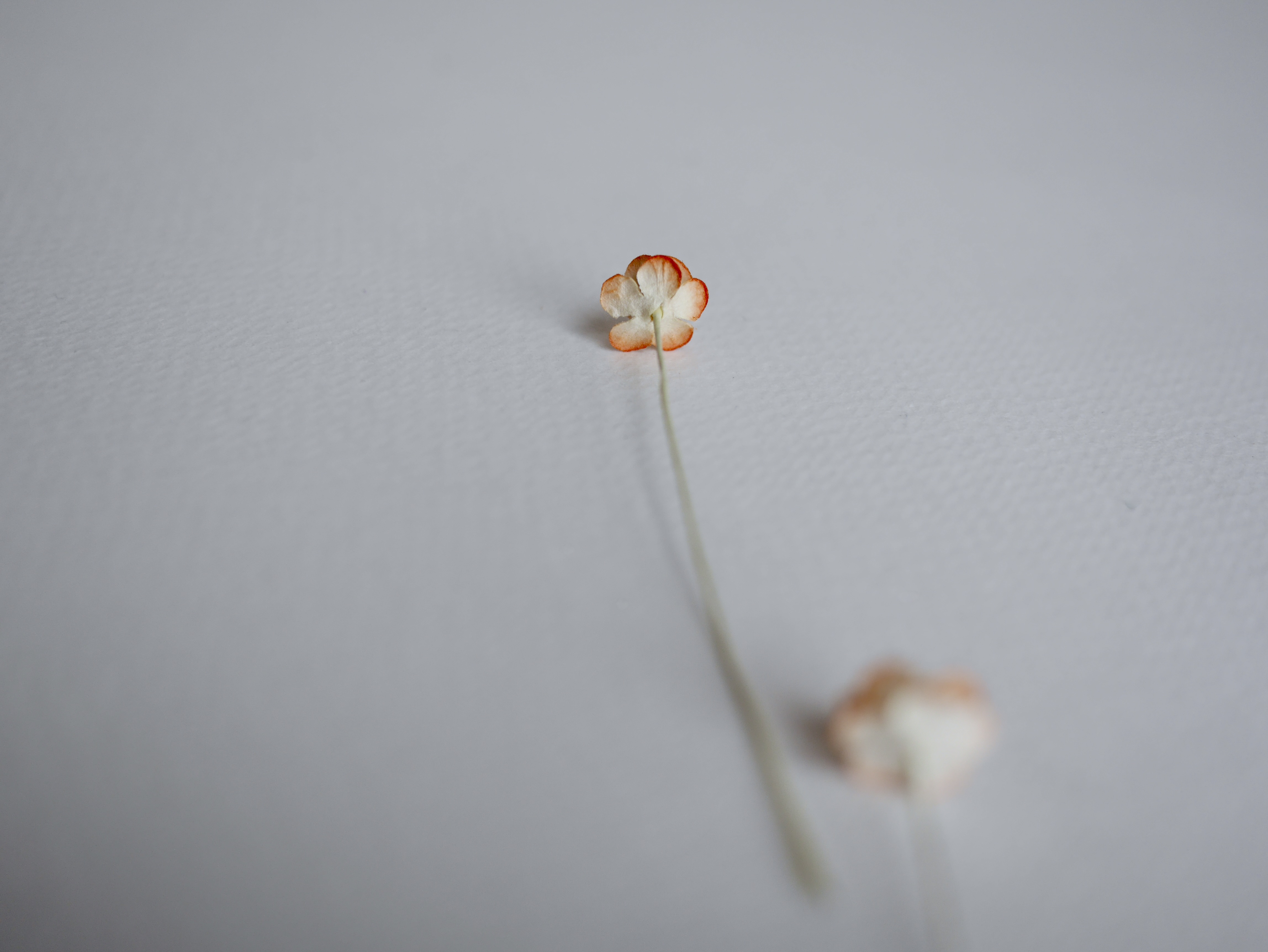 ดอกไม้กระดาษสา ดอกไม้กระดาษสาราคาส่ง ดอกไม้กระดาษสำหรับตกแต่ง งานแต่งงาน หรือติดของชำร่วย ดอก creeping lady 100 ดอก ขนาด 0.8 cm. สีส้มปัดสีขาว Small Paper Flower with stem, 100 pcs., size 0.8 cm., creeping flowers 2 layers, orange brush color.