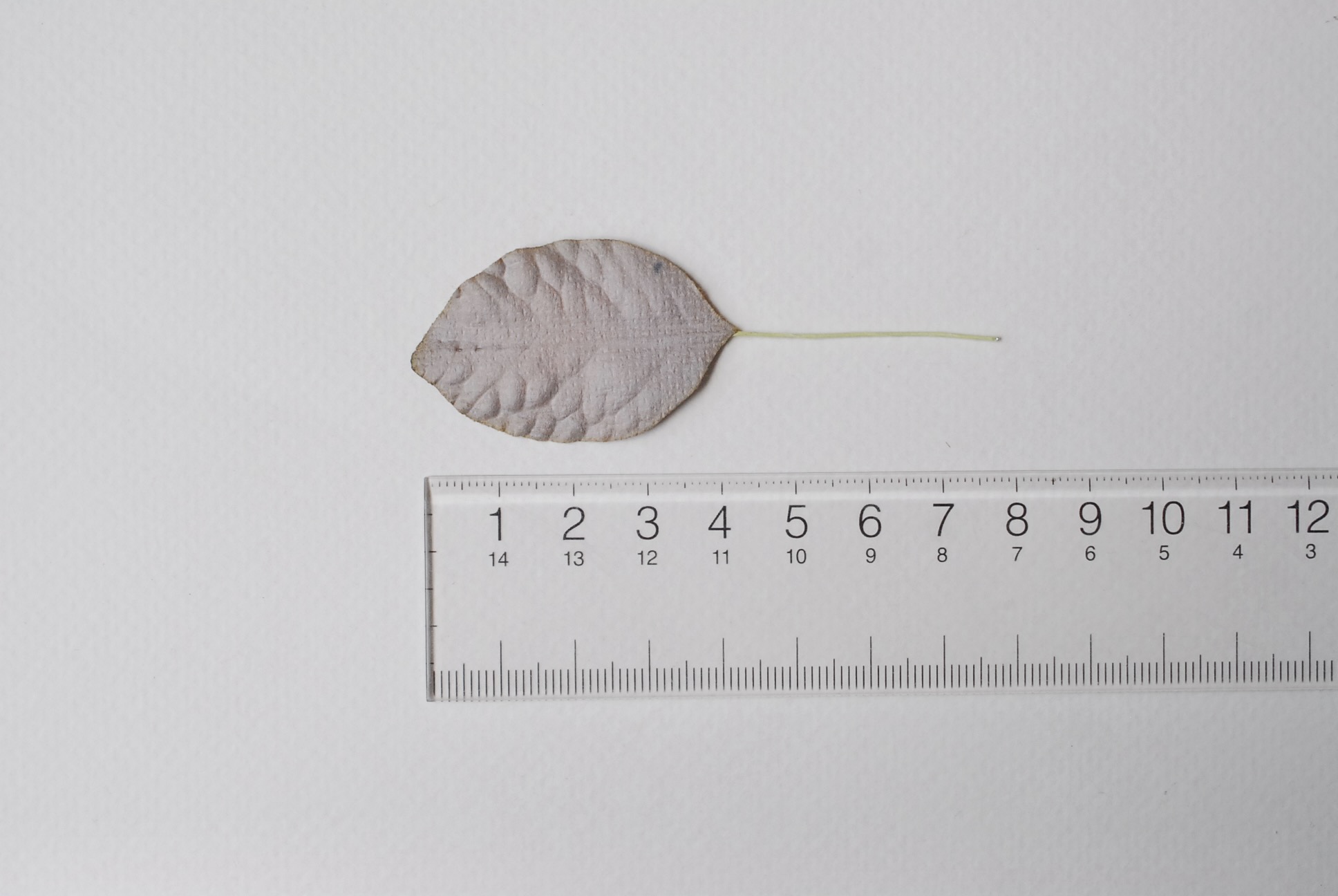 ใบไม้กระดาษ ใบไม้กระดาษสา ราคาส่ง,ใบไม้กุหลาบกระดาษ สำหรับดอกมะลิกระดาษสา ใบไม้ประดิษฐ์ สำหรับตกแต่ง หรืองานแต่งงาน สีเทา ขนาด 4.5x3.0 cm. จำนวน 50 ใบ