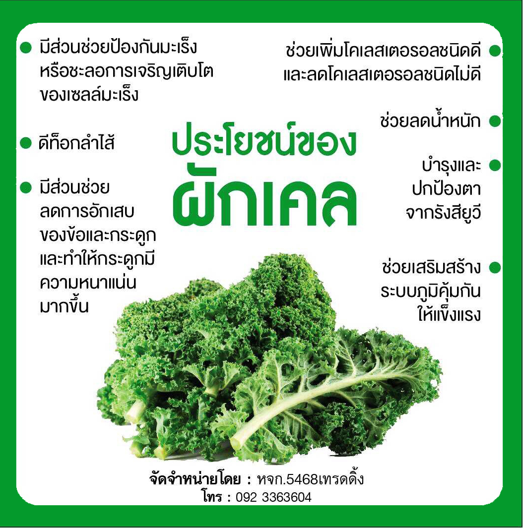 309 เครื่องดื่มผงผักเคล ตรา 5468 (เจ) กล่อง1 บรรจุ 20ซอง KALE POWDER DRINK เหมาะกับผู้ที่ต้องการสารอาหารจากผัก (พรรณวัสส์)